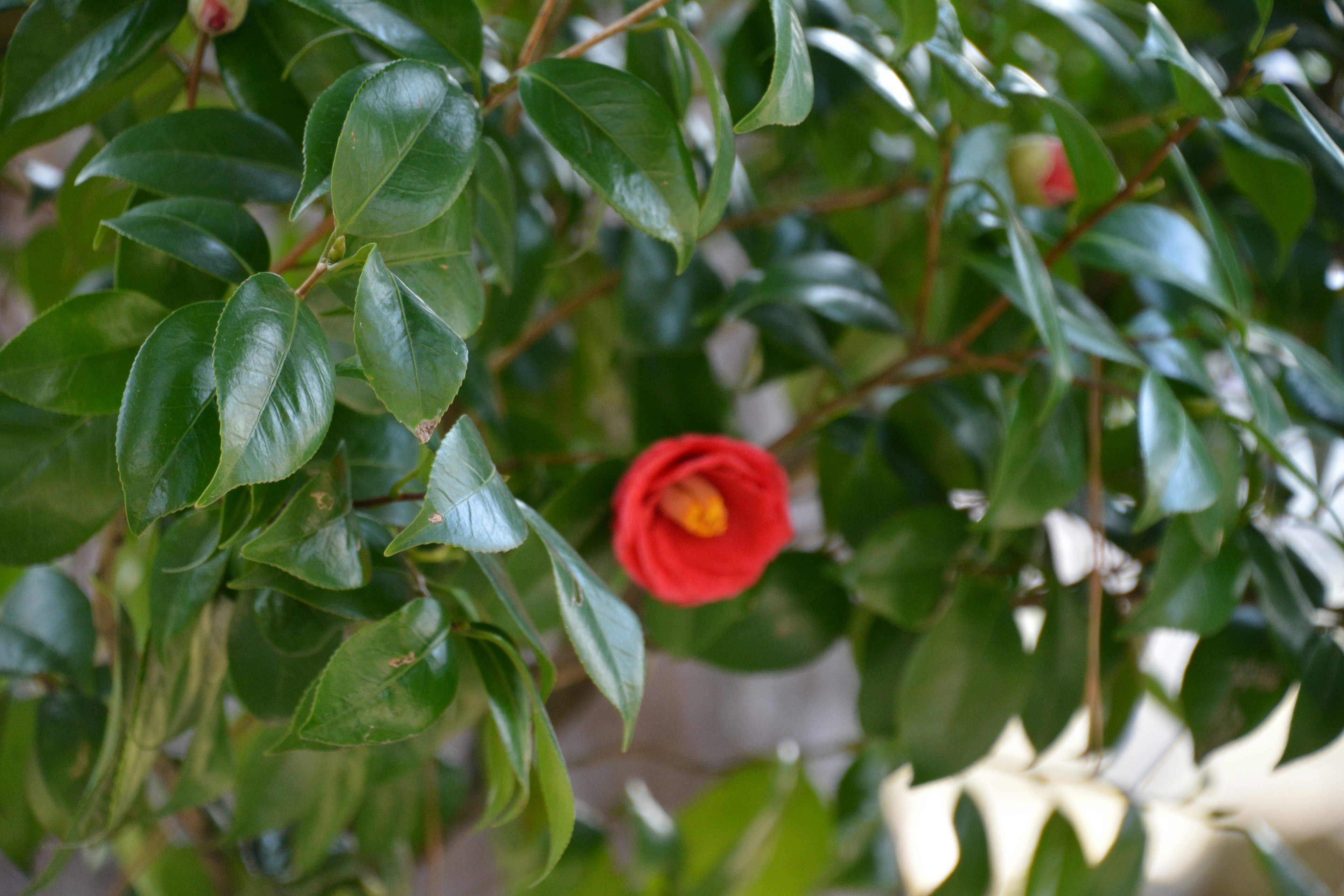 Lebendige rote Kamelienblüte umgeben von grünen Blättern