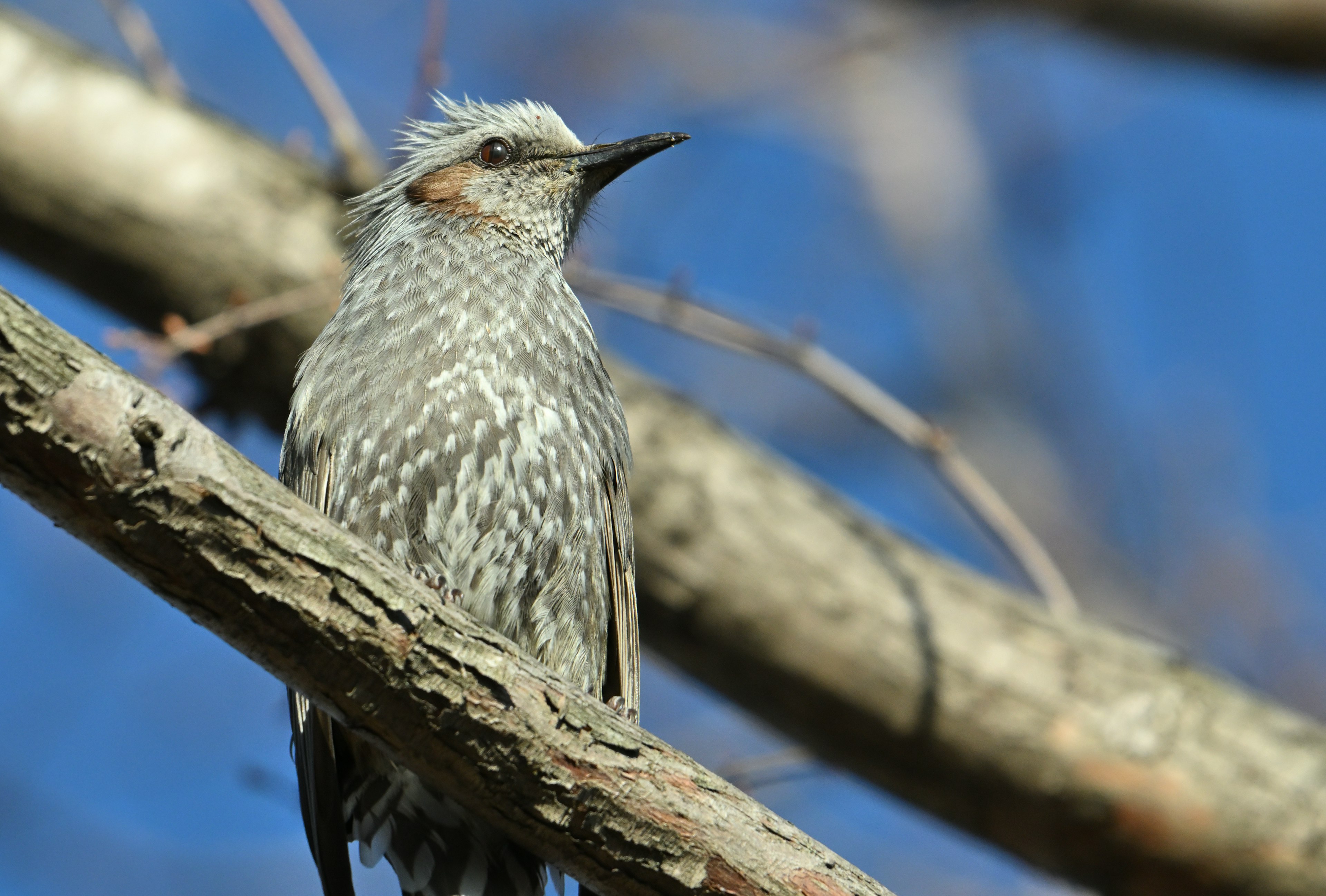 木の枝に止まる灰色の鳥のクローズアップ