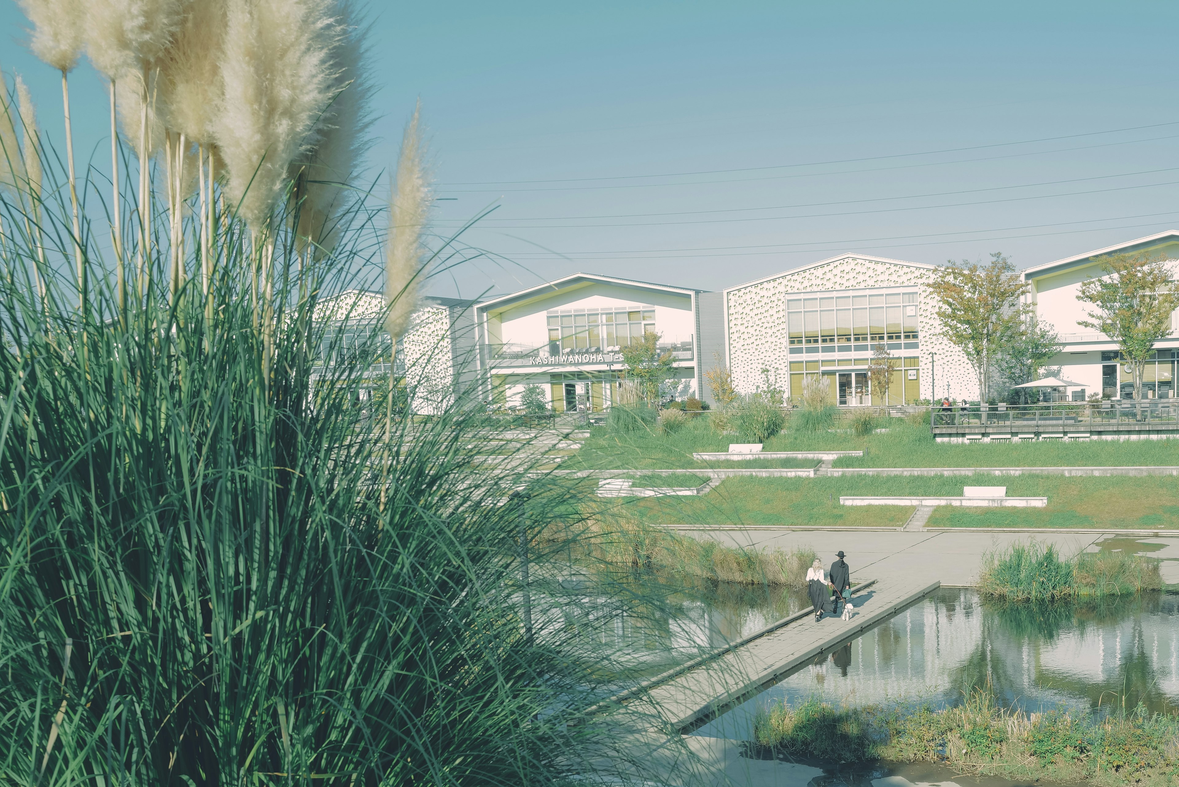 Serene park view with tall grass and modern buildings