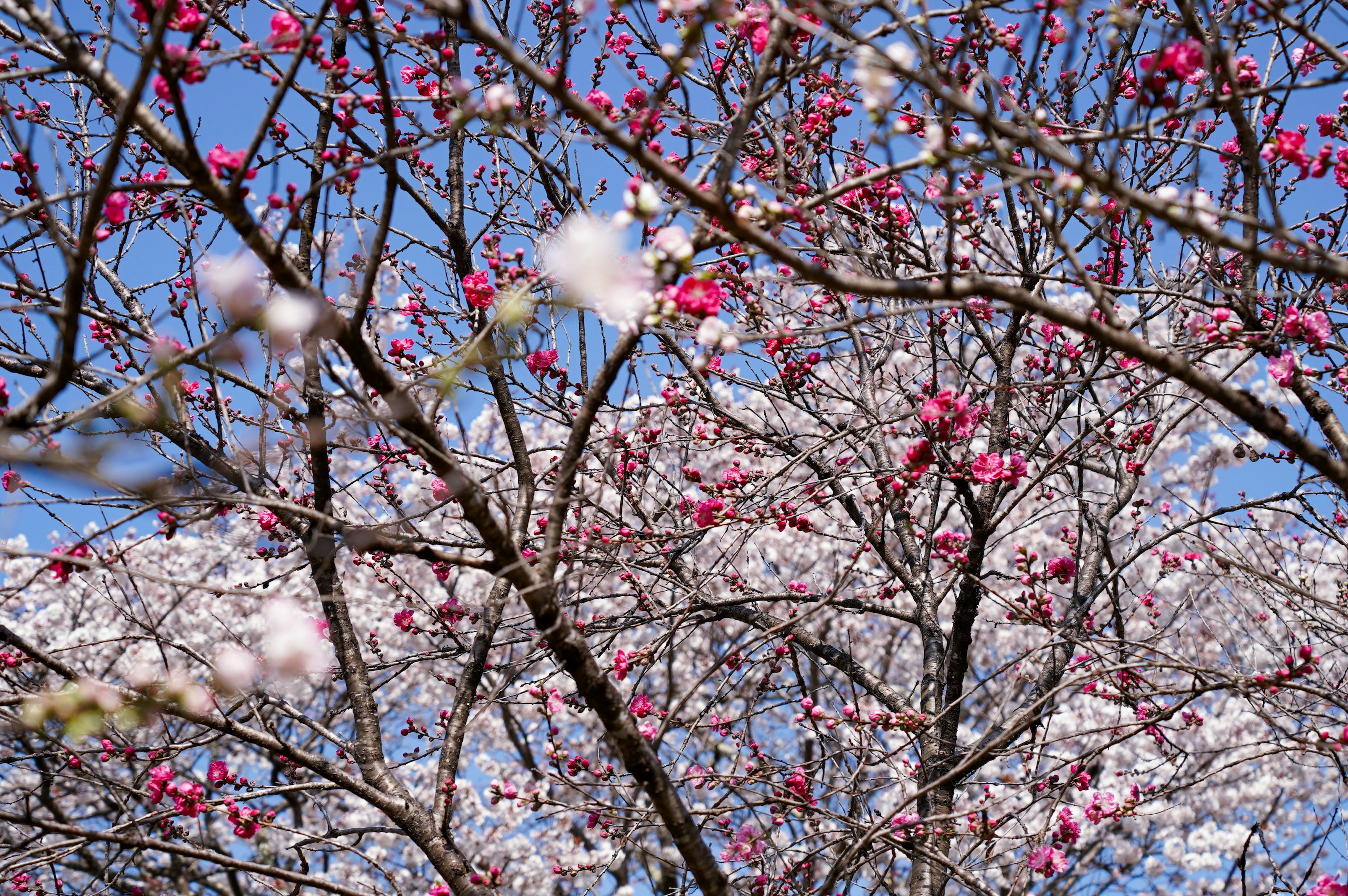 青空を背景にした桜の花が咲く枝