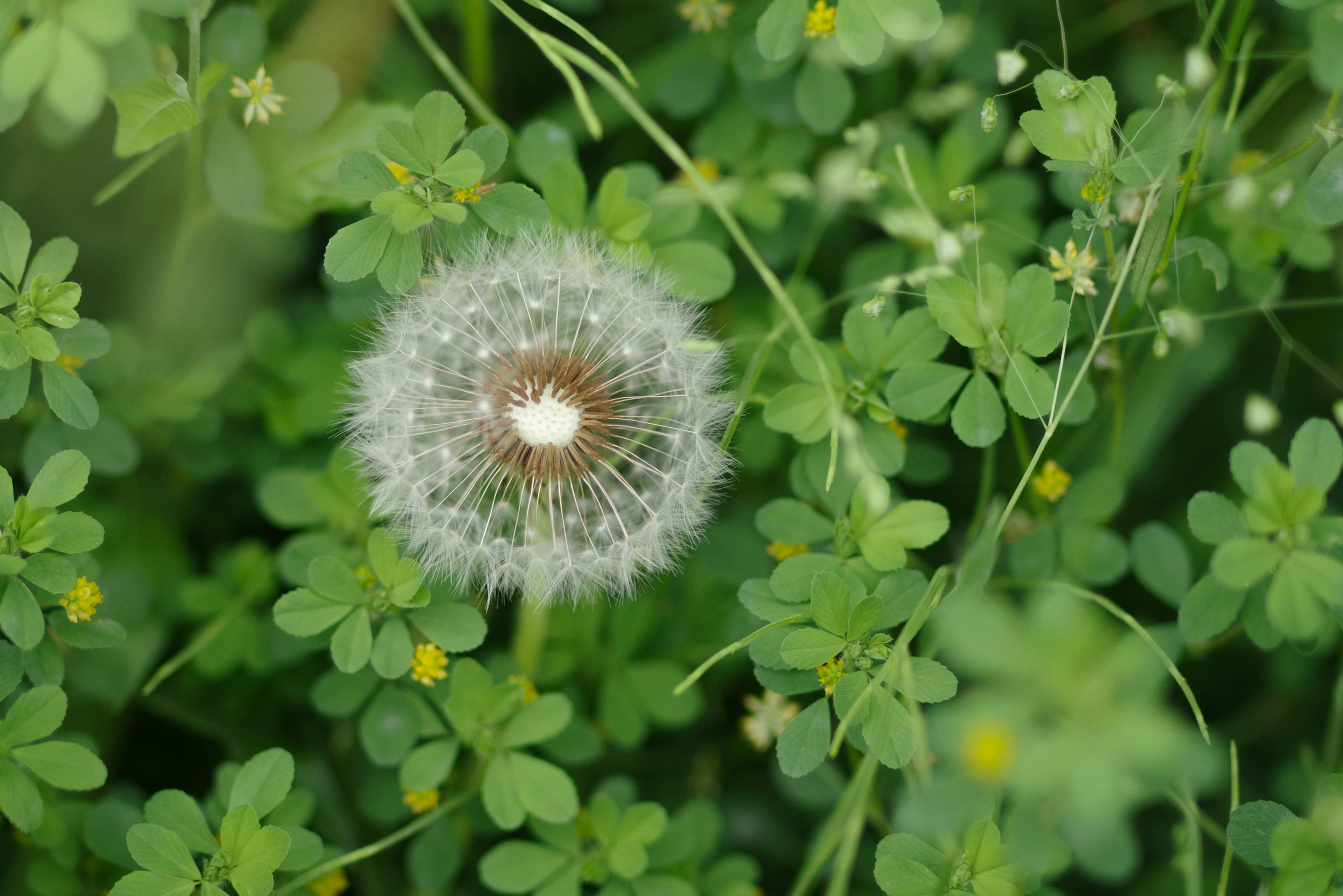 A white dandelion puff surrounded by green leaves