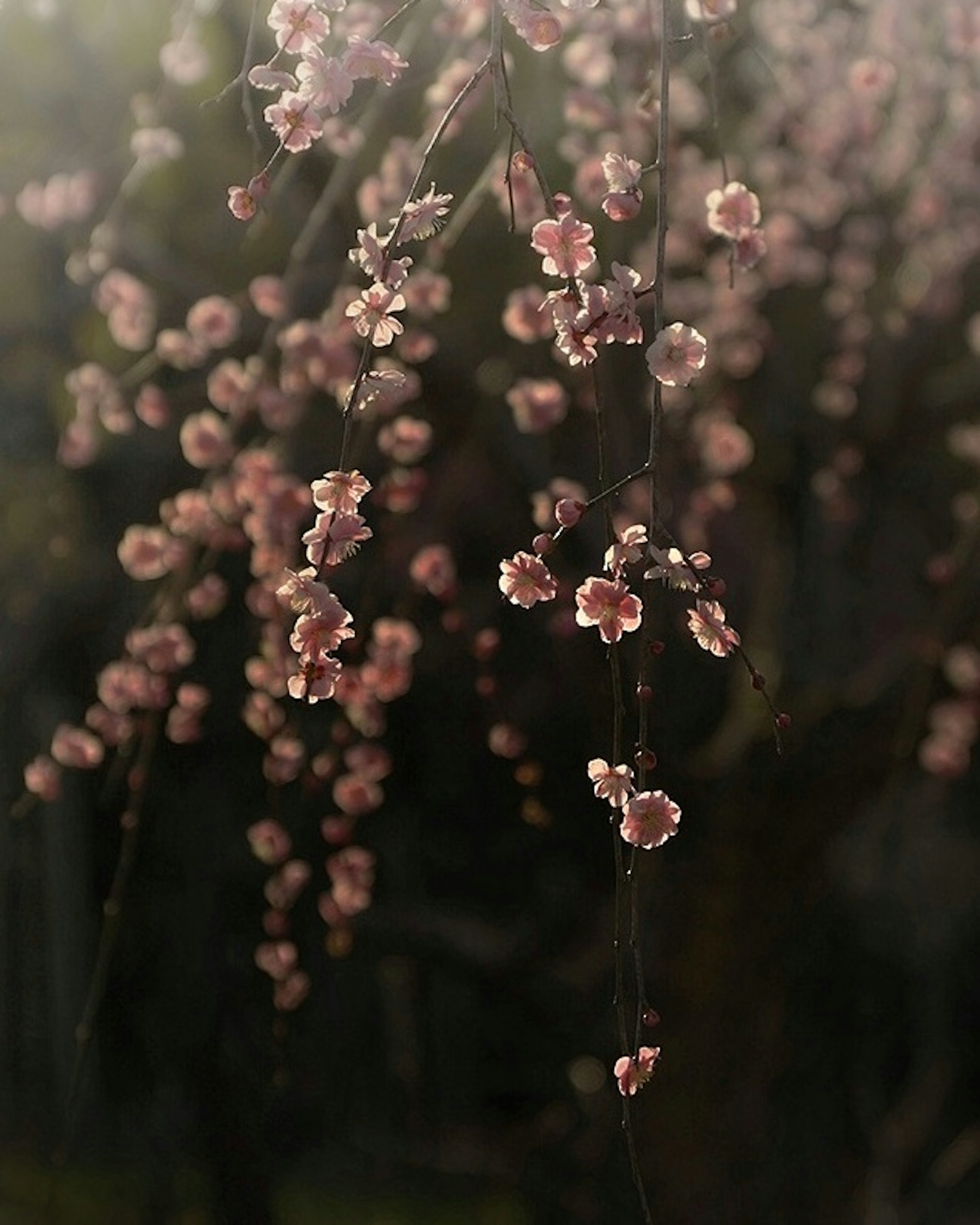 ピンクの花が咲く枝が垂れ下がっている美しい風景