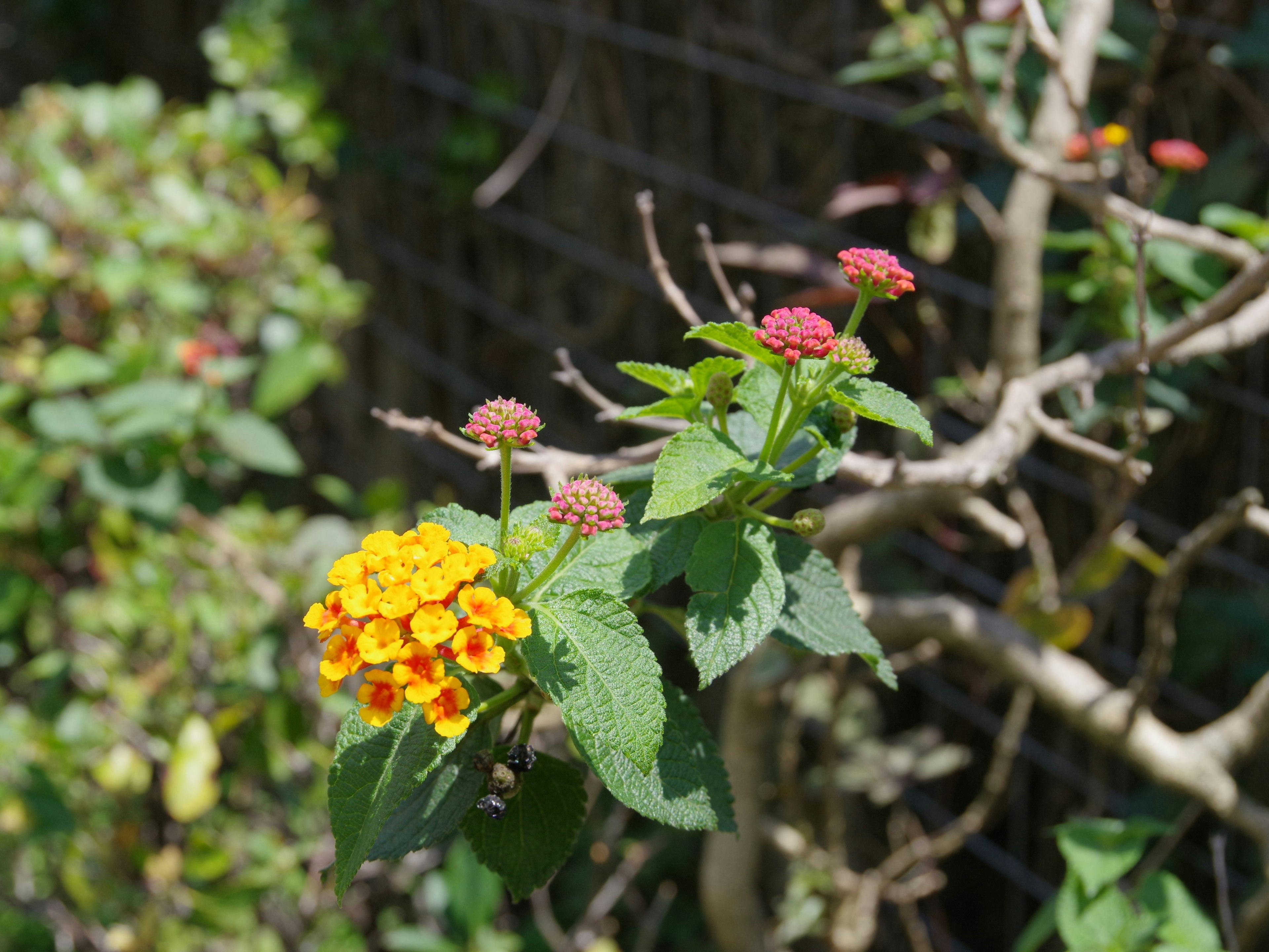 Gros plan d'une plante à fleurs avec des fleurs vibrantes jaunes et rouges