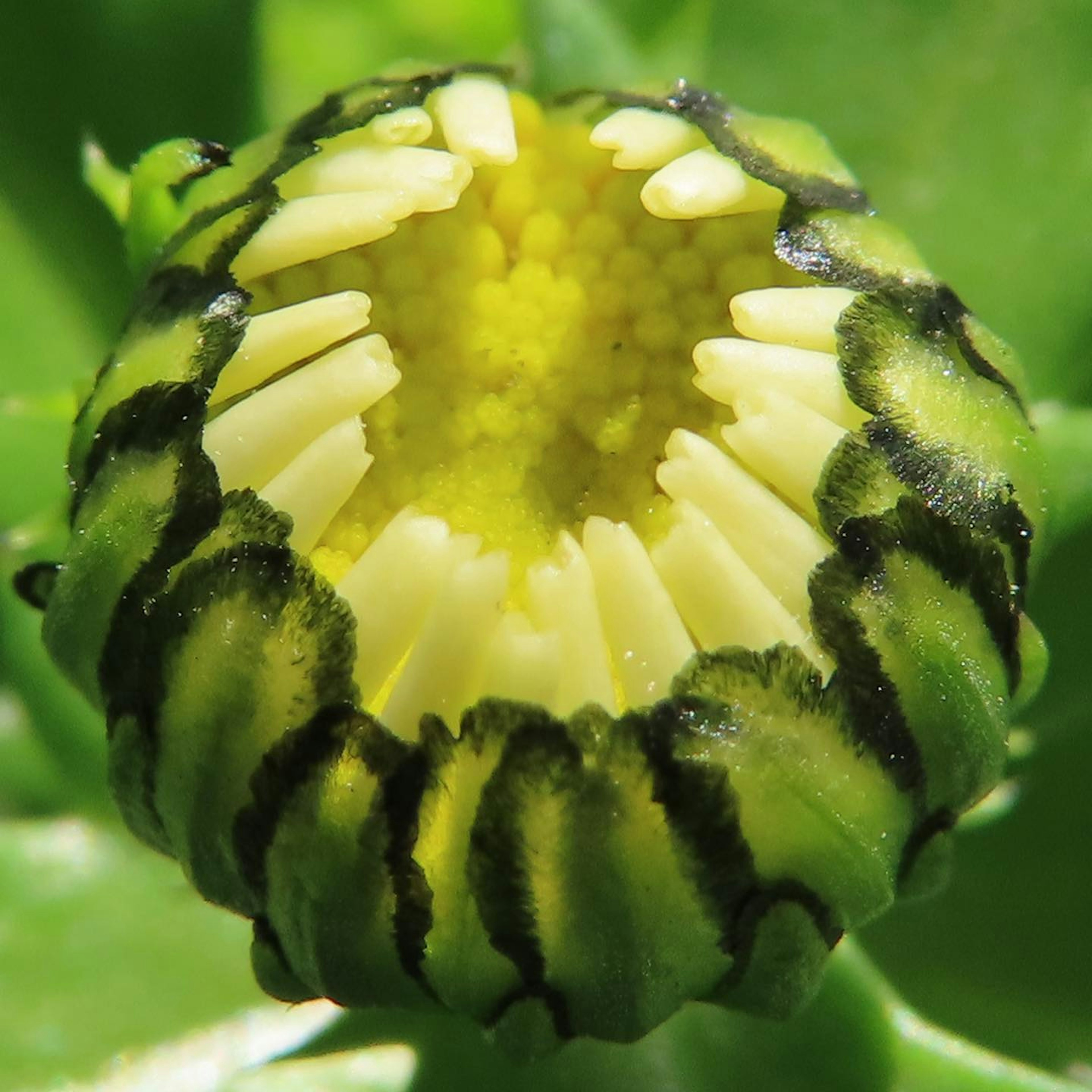 Unique flower bud with yellow and black striped patterns against a vibrant green background