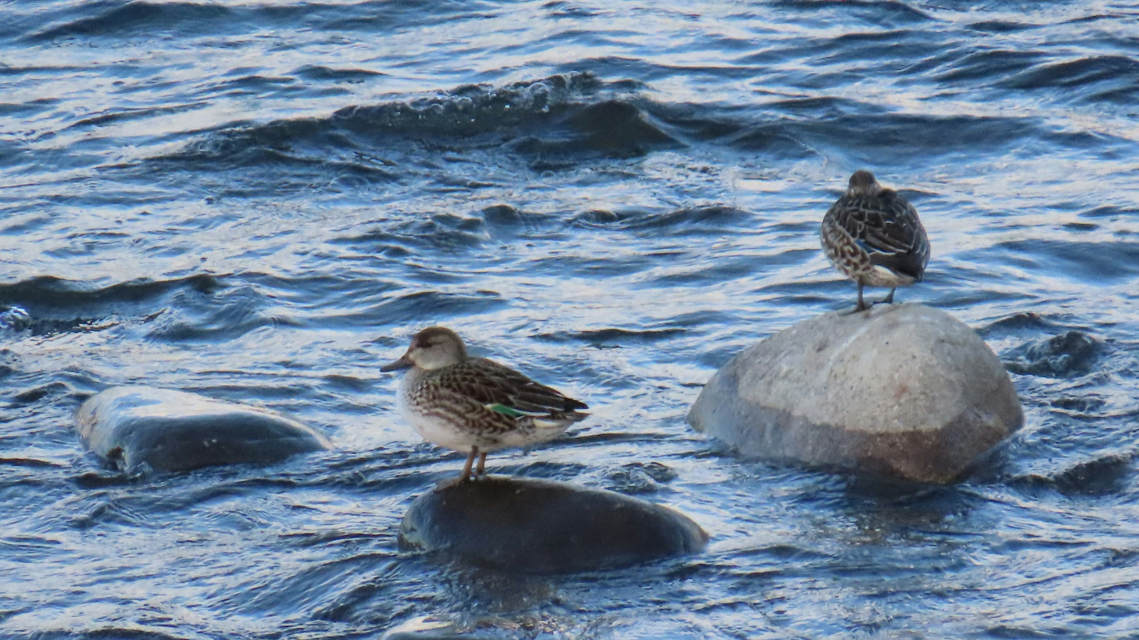 Two small birds standing on rocks in a body of water