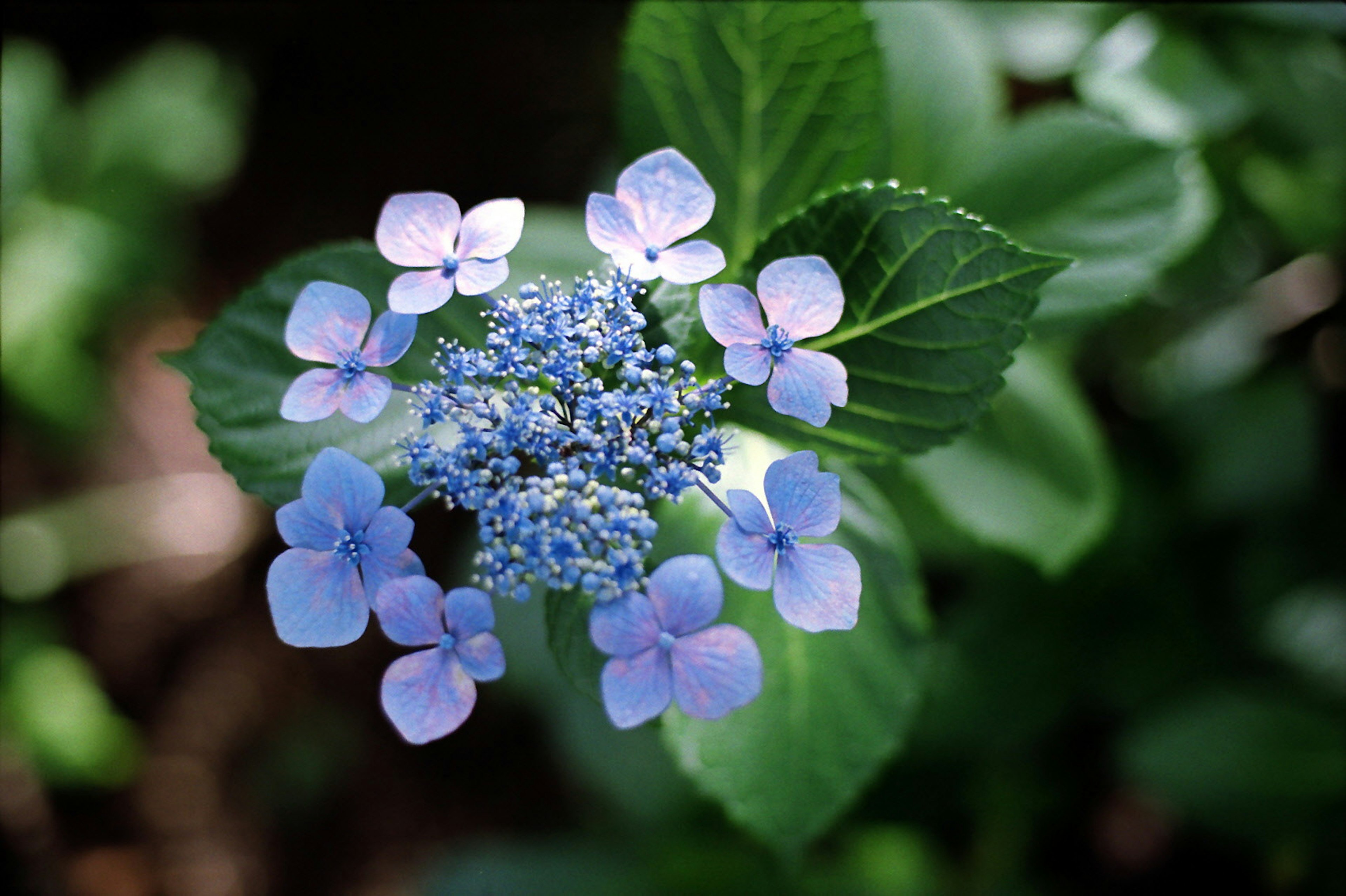 Primo piano di un fiore con petali blu chiaro e foglie verdi