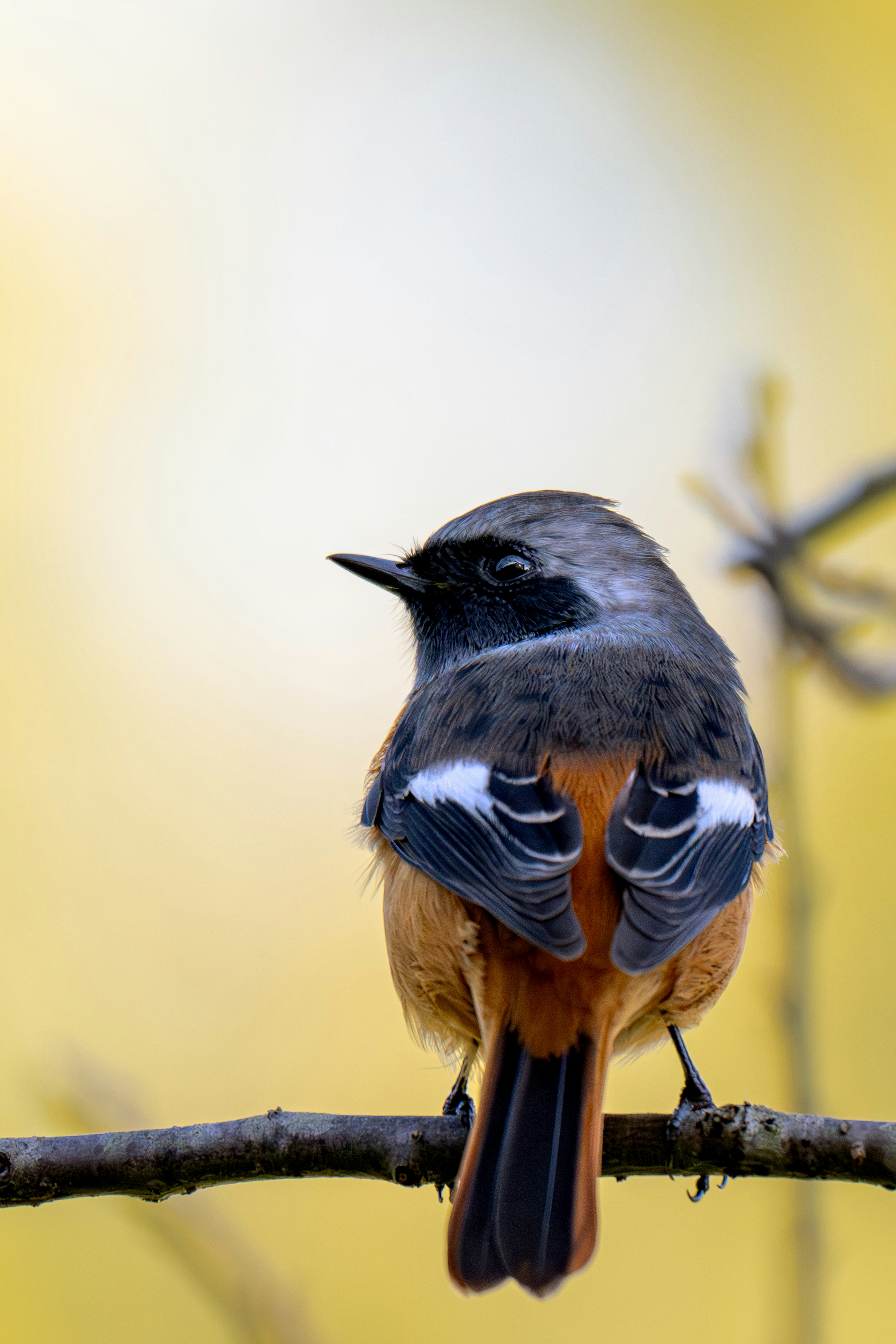 Pájaro posado en una rama con un fondo suave