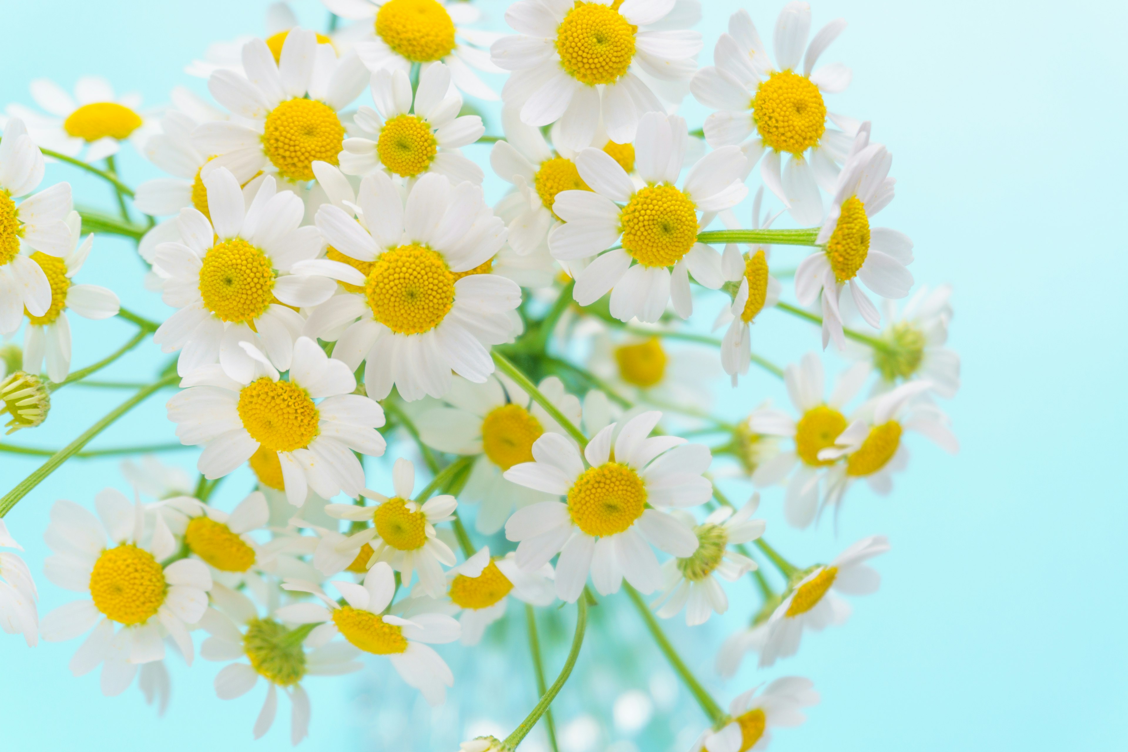 青い背景に白い花と黄色い中心の花束