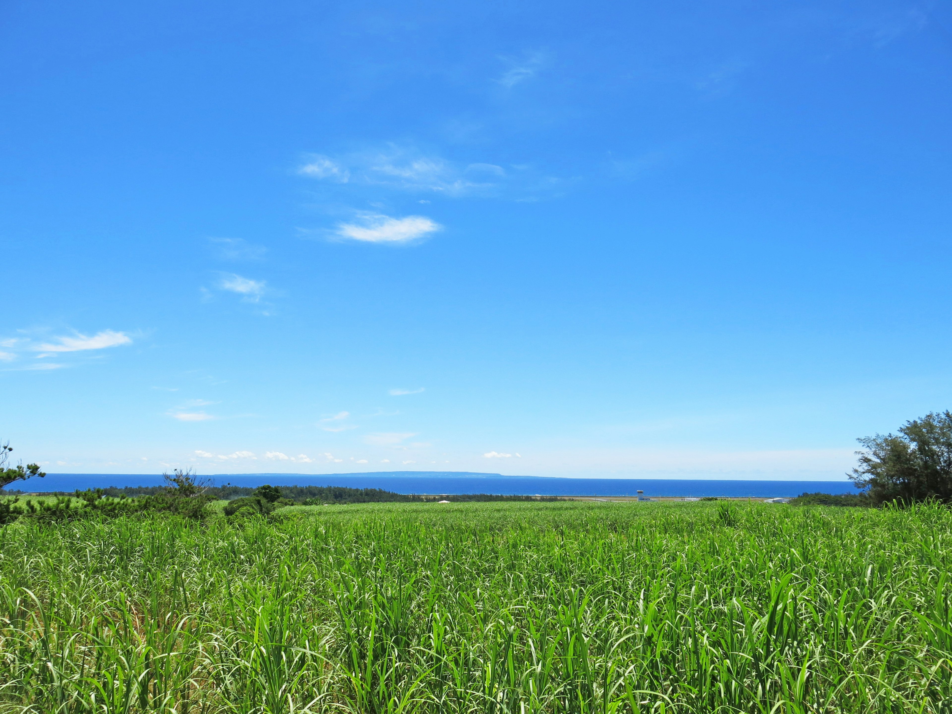 青い空と海を背景にした緑の草原