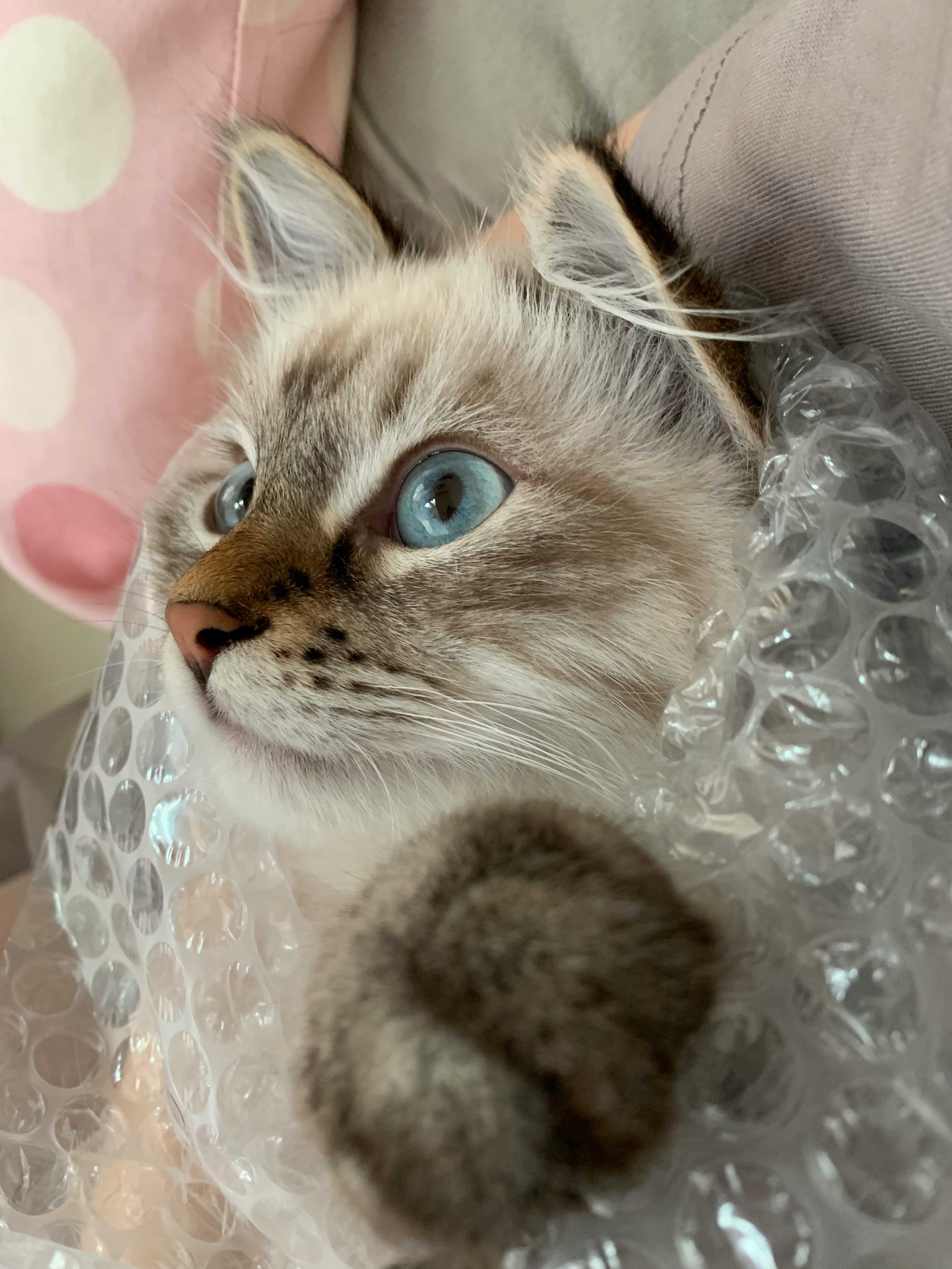 Sibirische Katze mit blauen Augen in Luftpolsterfolie eingewickelt