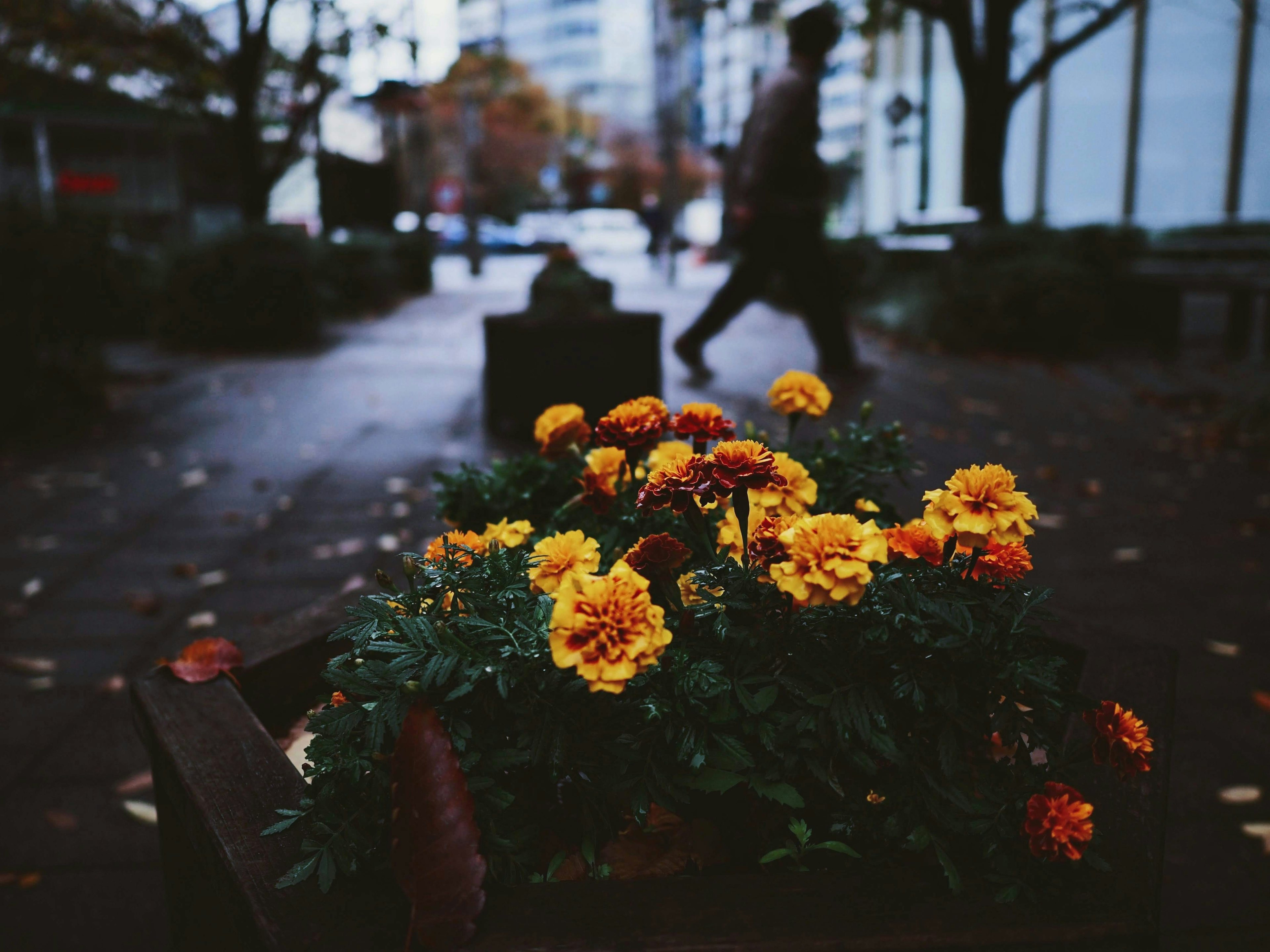 Gelbe Ringelblumen in einem Blumenbeet mit einem verschwommenen Fußgänger im Hintergrund