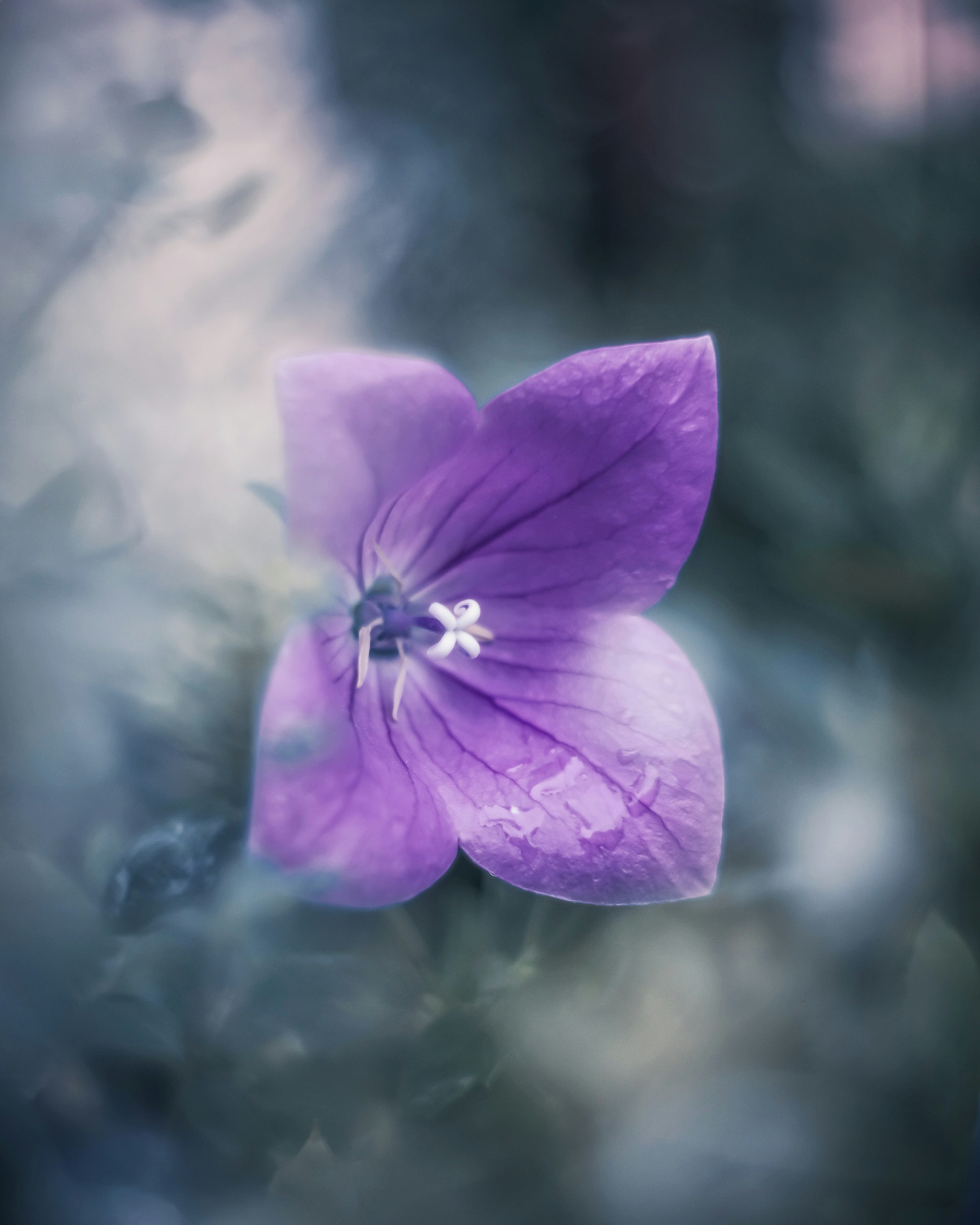 Un'immagine bellissima di un fiore viola su uno sfondo sfocato