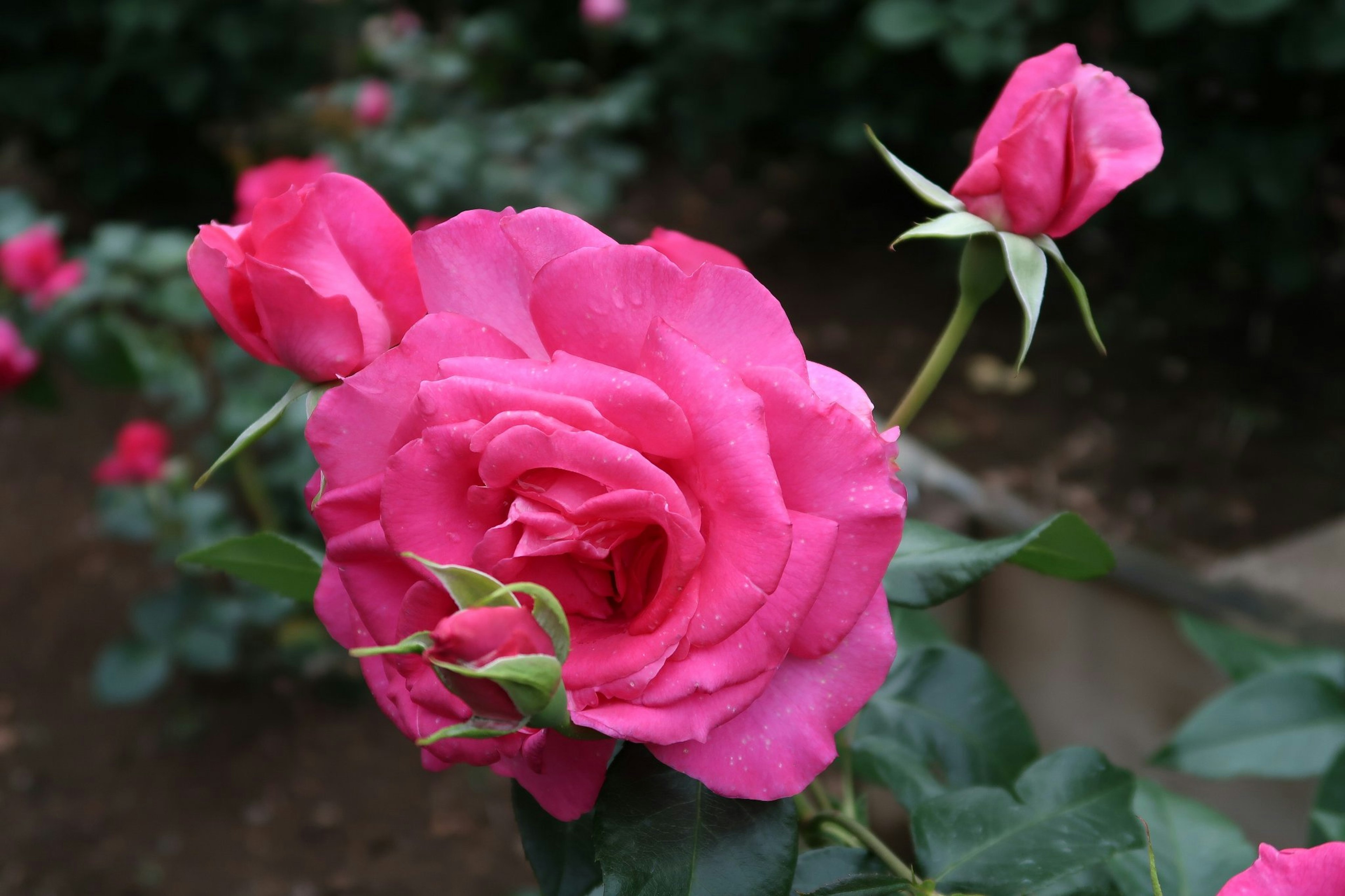 Una hermosa rosa rosa con botones en un jardín