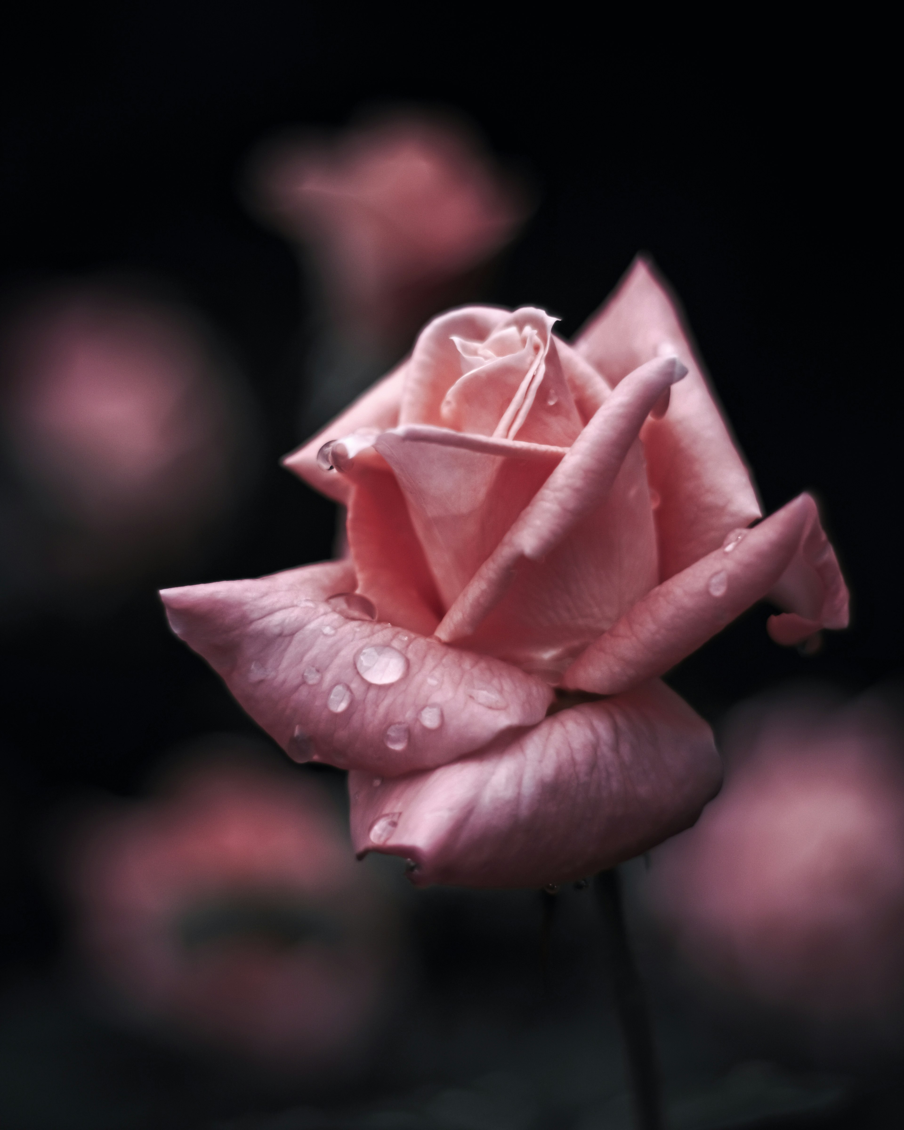 Close-up of a pink rose with dew drops on its petals against a dark background