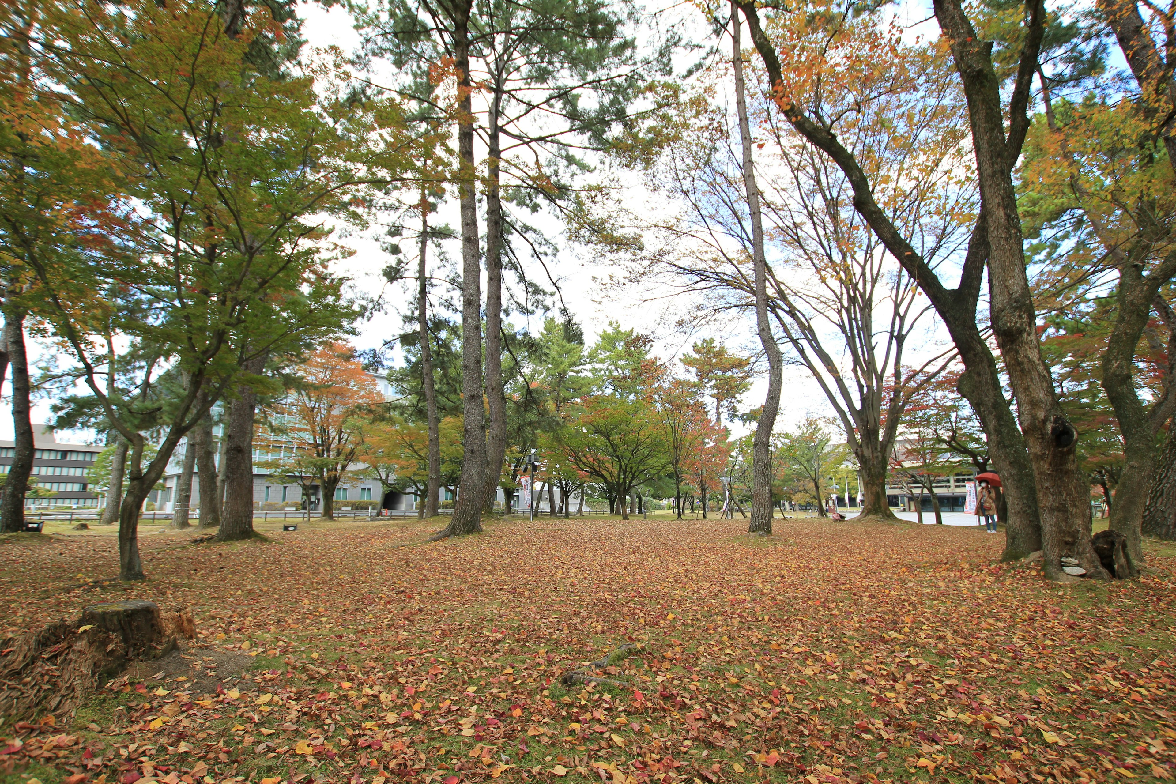 公園場景秋天的落葉散落在地五彩斑斕的樹木和藍天