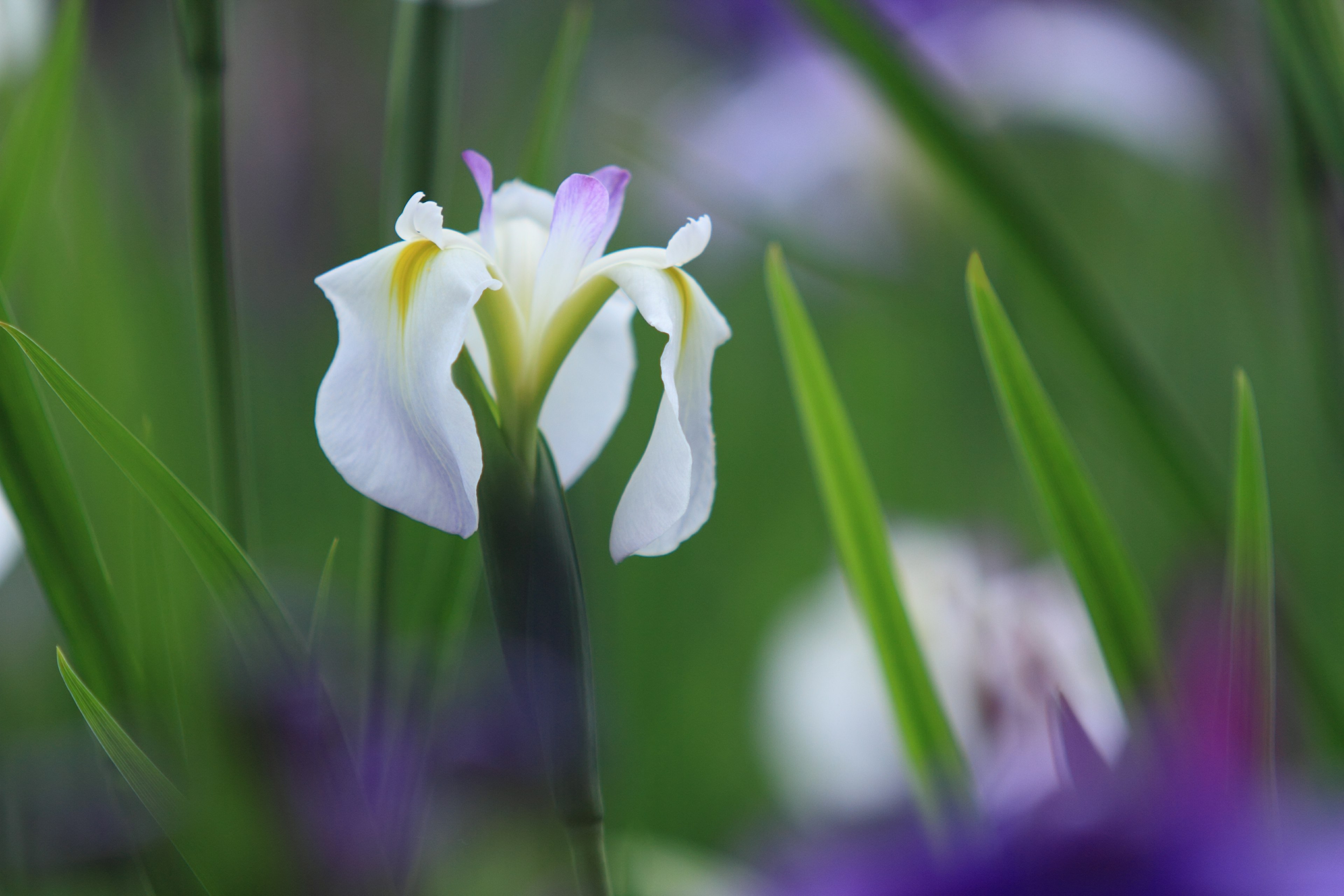 Eine weiße Irisblume hebt sich zwischen grünen Blättern ab