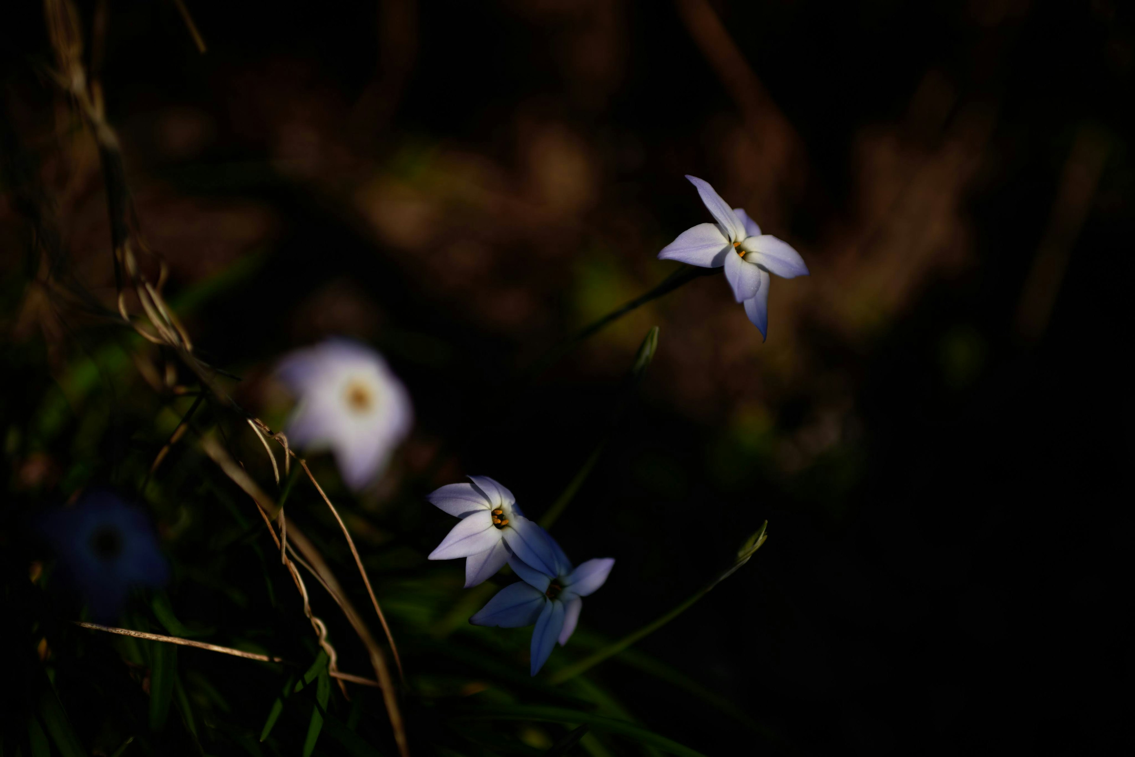 暗い背景に白い花が点在している