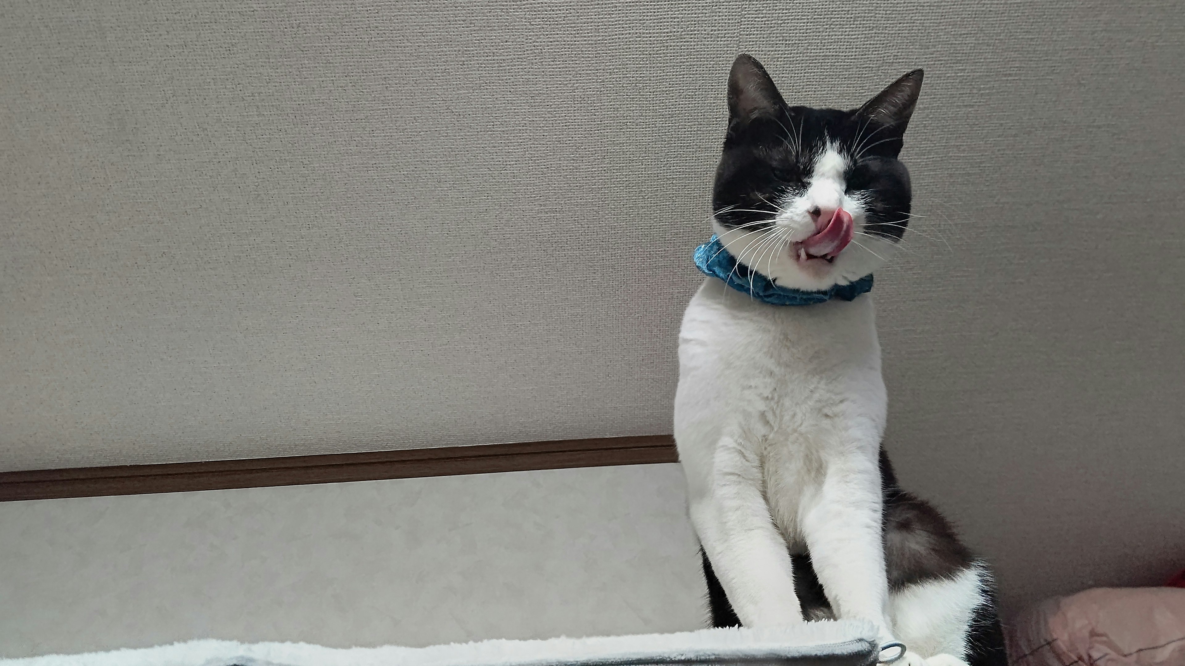 Black and white cat sticking out its tongue