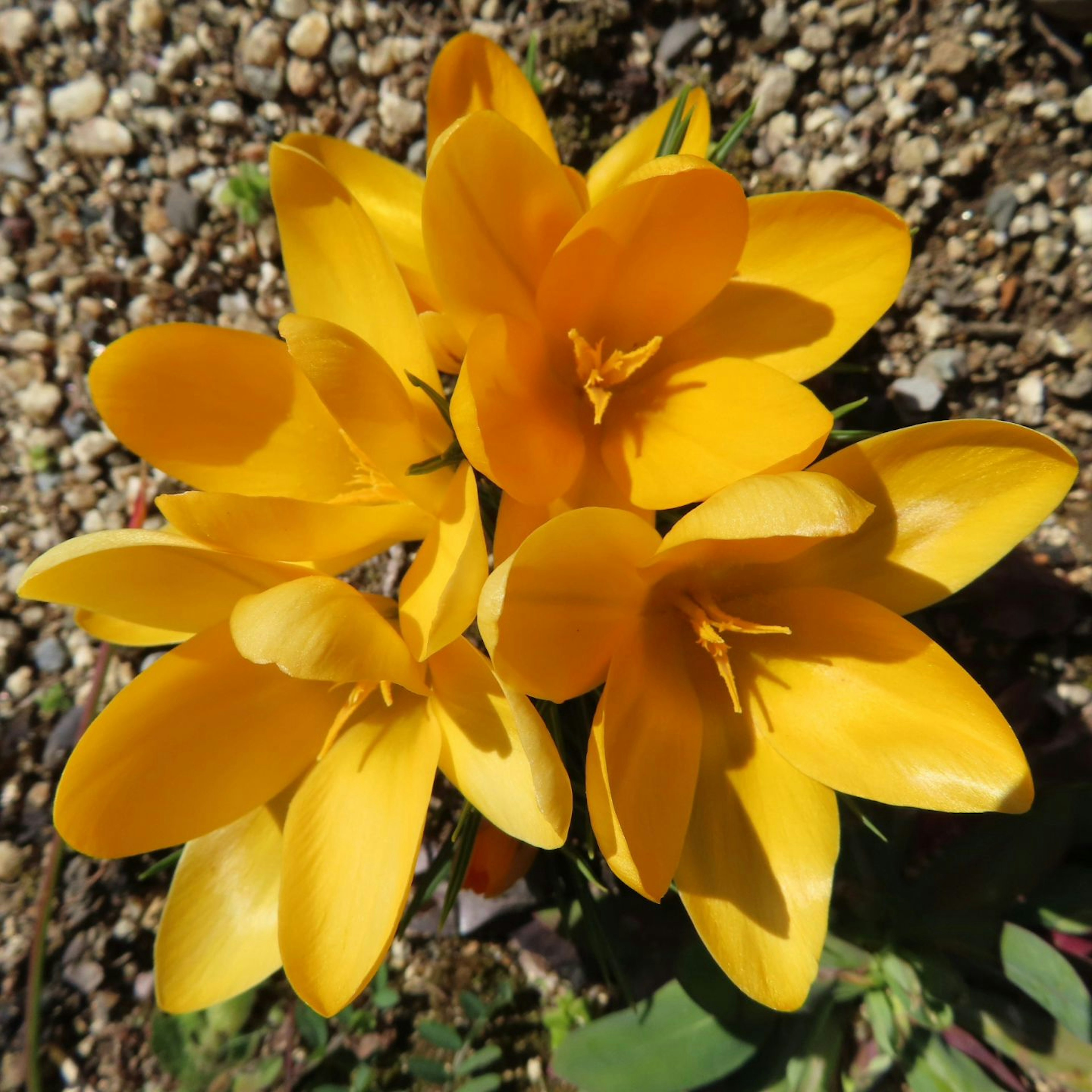 Ein Cluster von lebhaften gelben Krokusblüten, die zusammen blühen