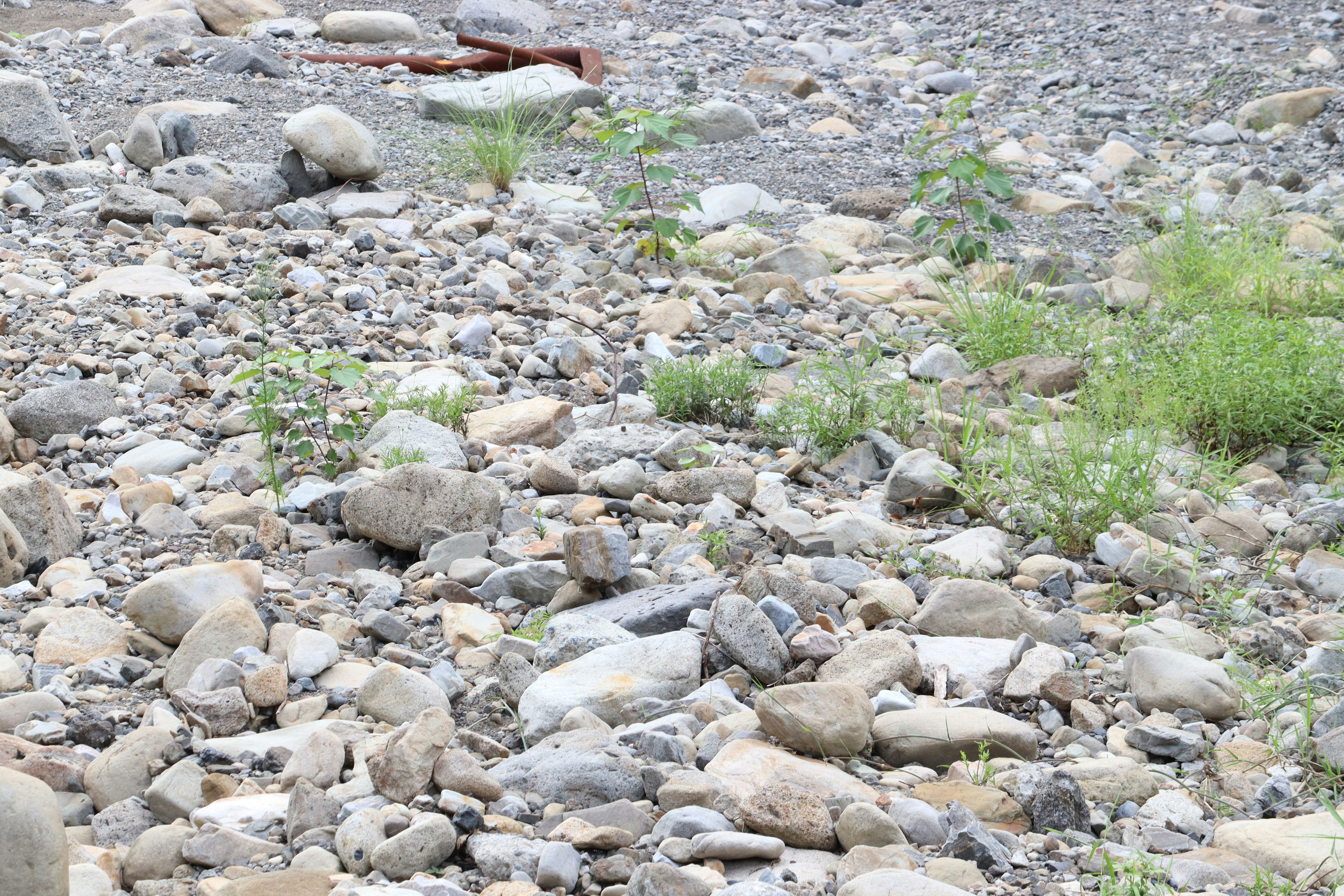 Riva di fiume rocciosa con pietre sparse e ciuffi d'erba