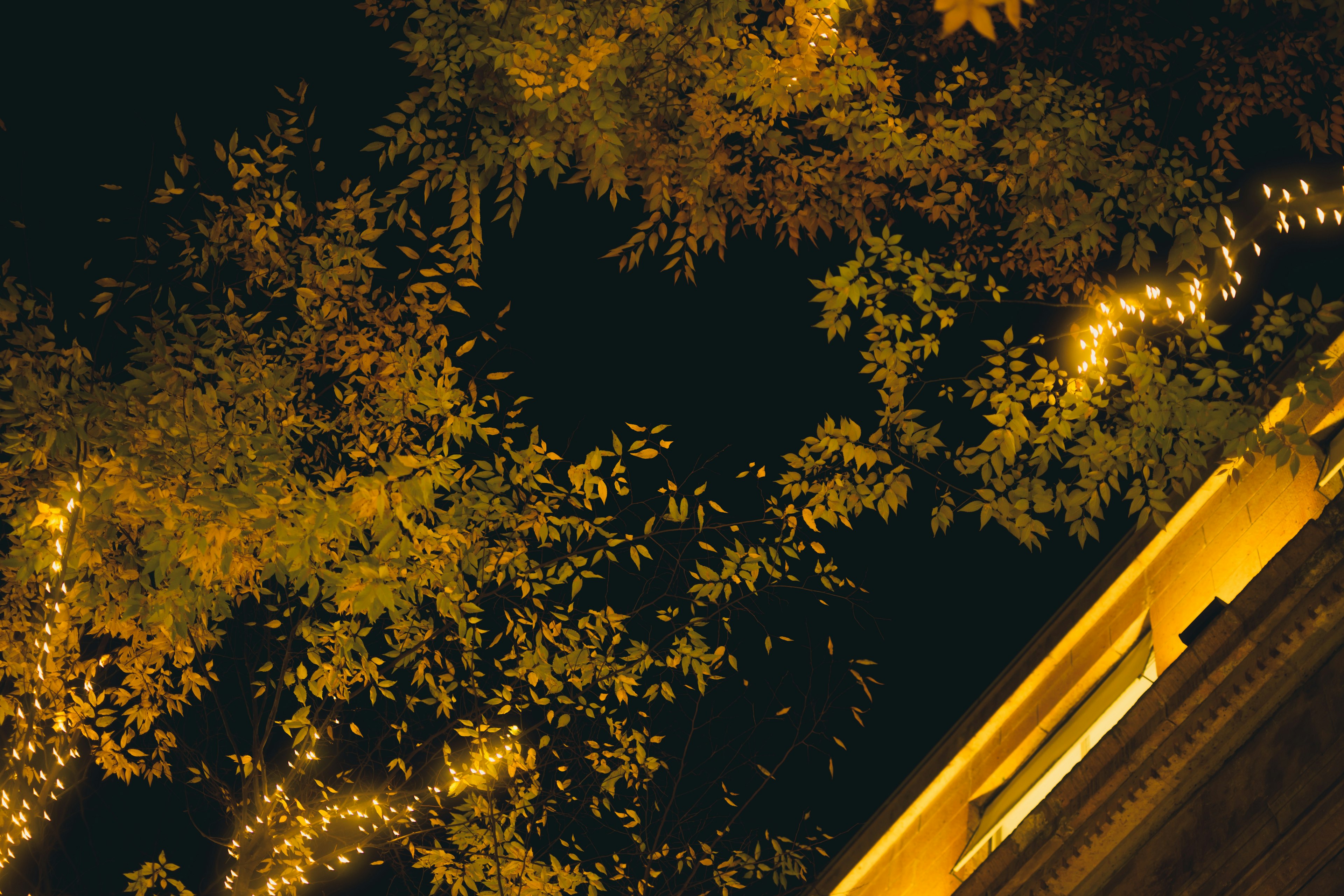 Green leaves and warm string lights against a dark night sky