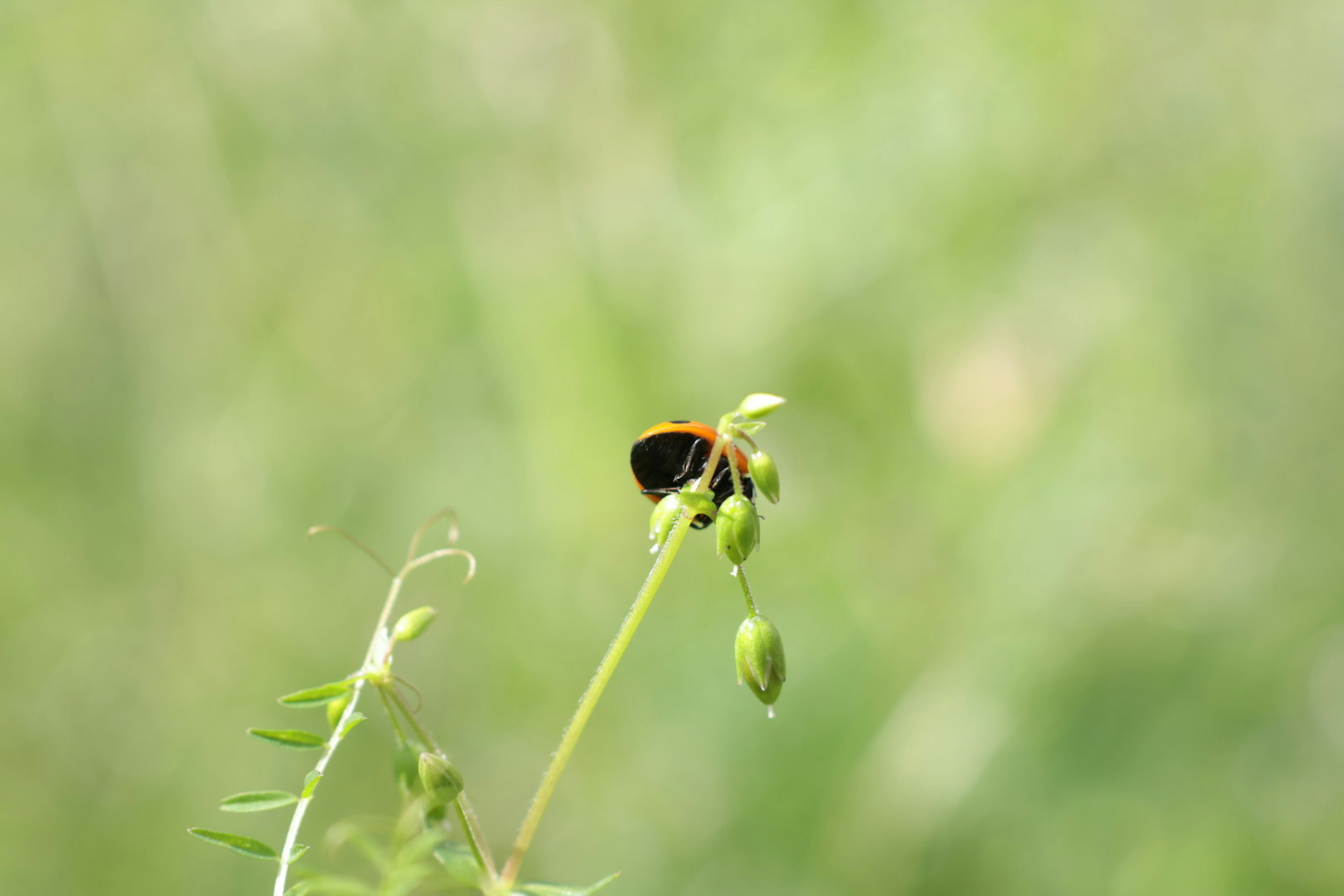 小さな黒い蝶が緑の草の上に止まっている