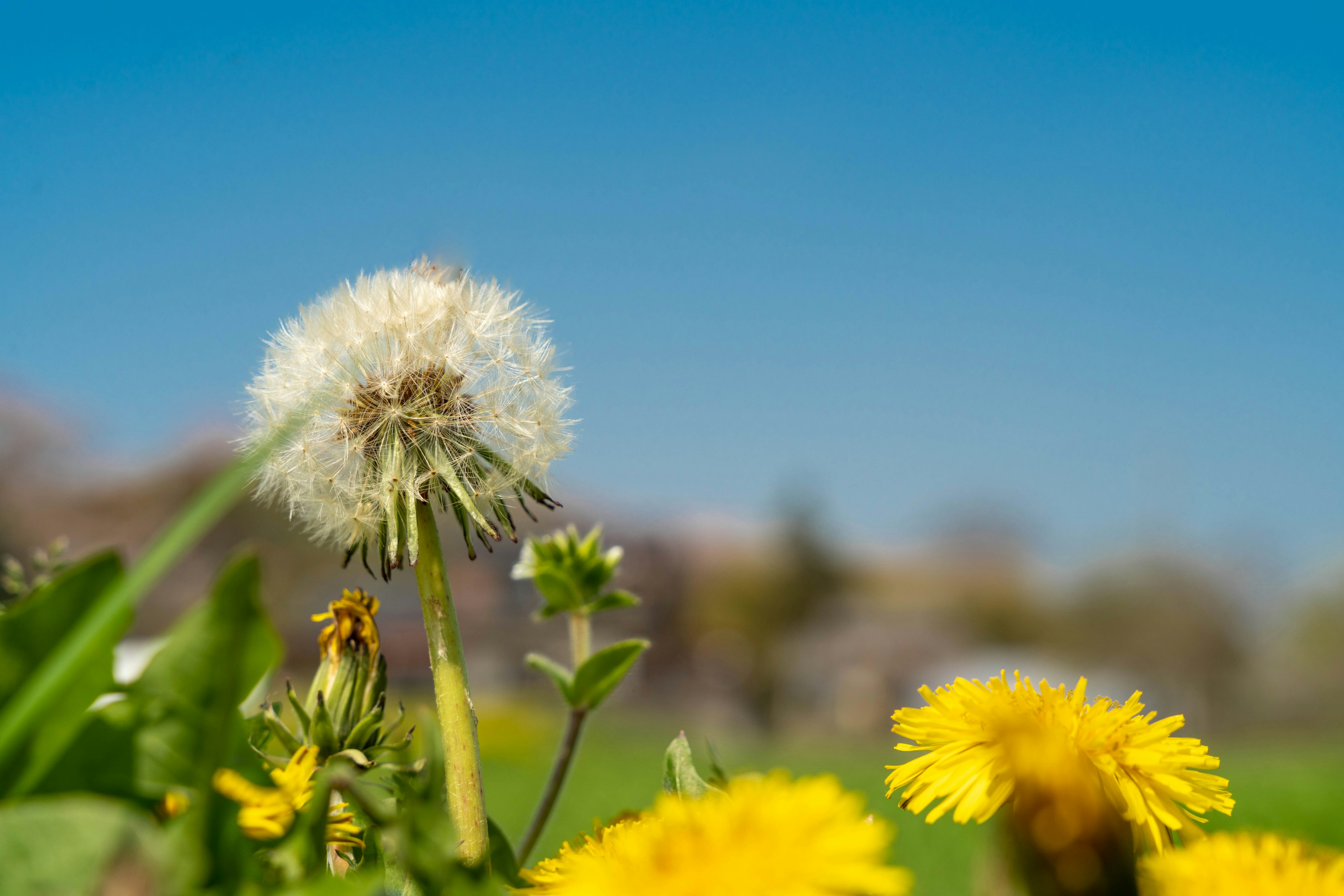 Puff dandelion putih dan dandelion kuning di bawah langit biru