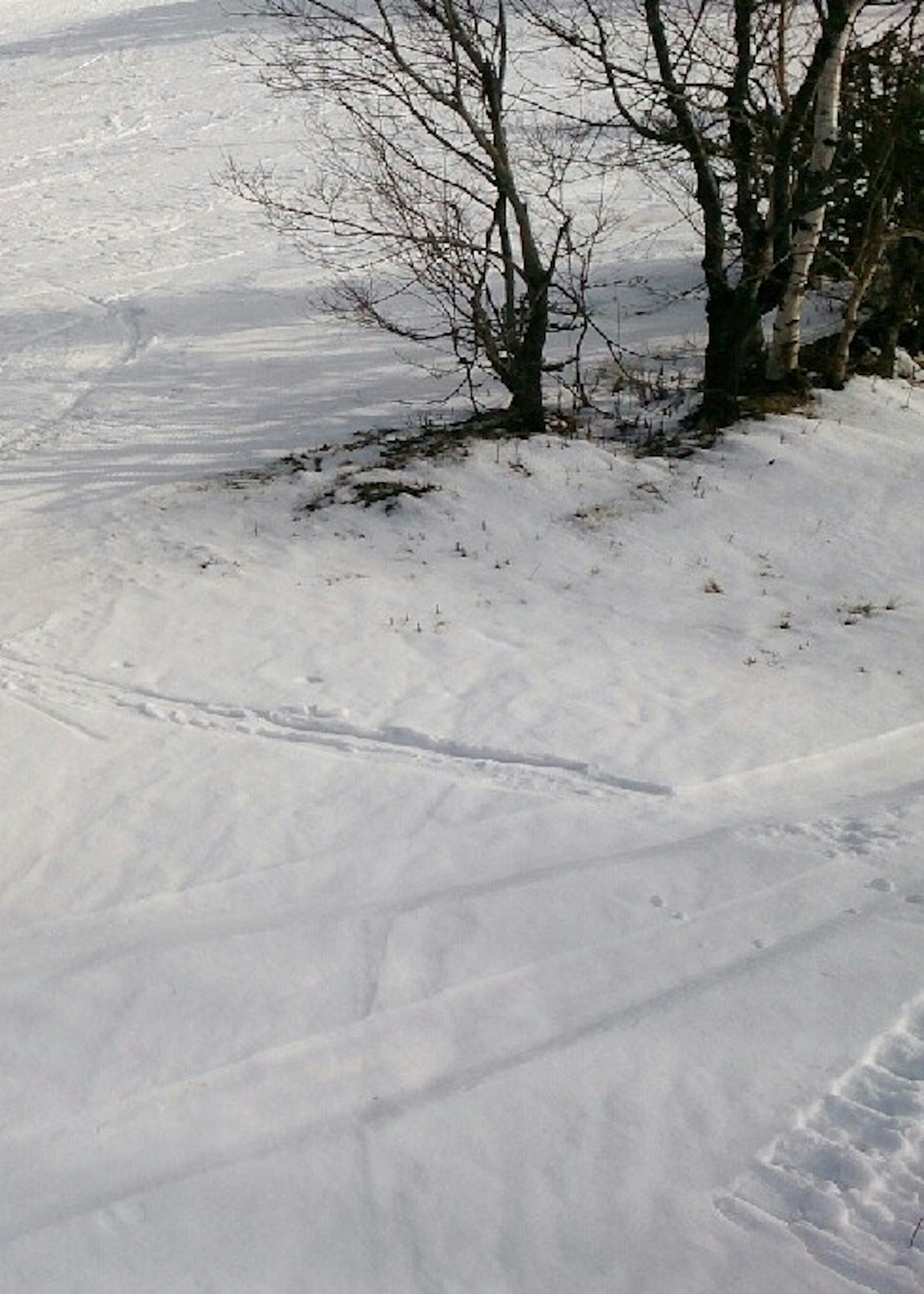 雪に覆われた風景と木の影