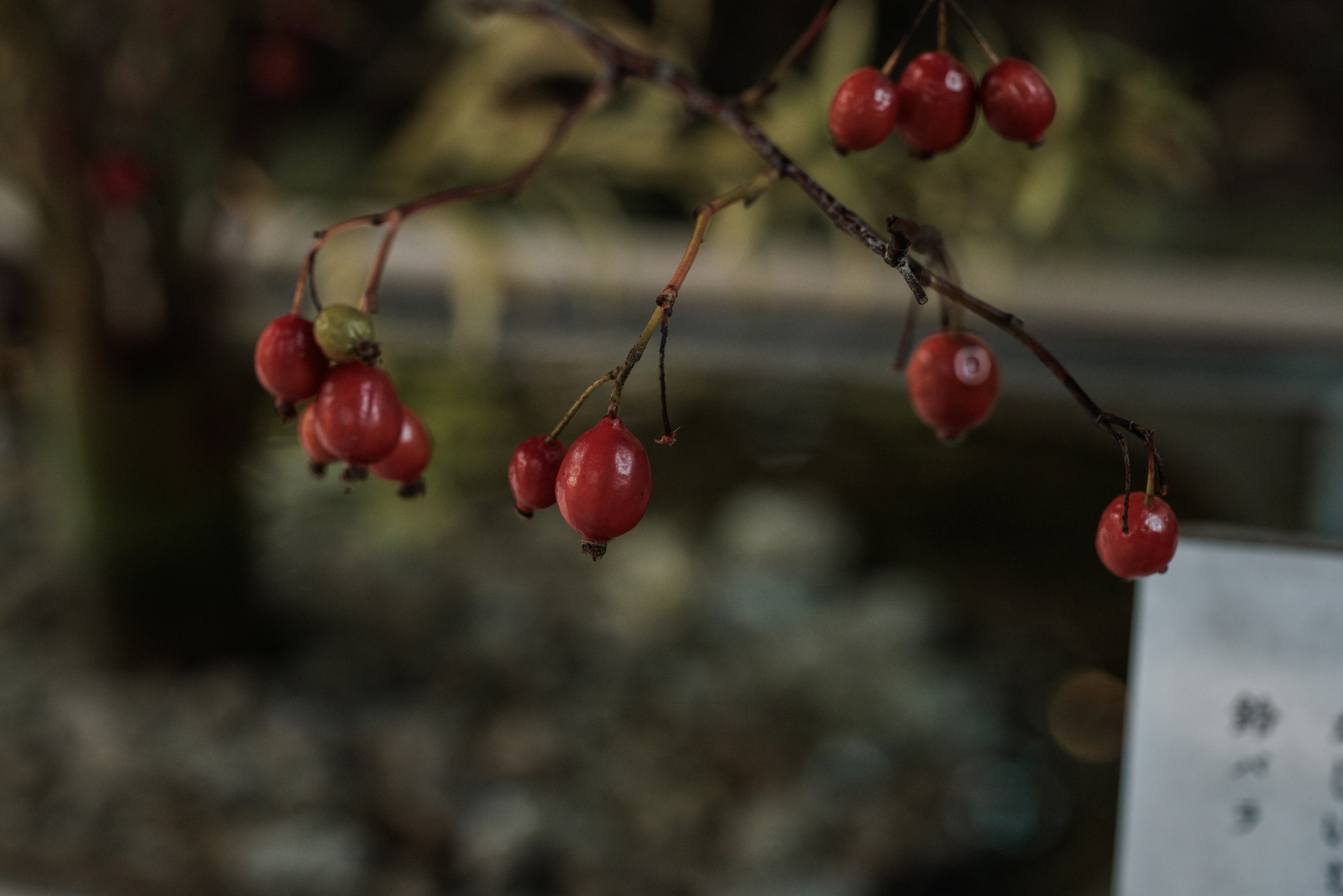 Une branche avec des baies rouges devant un arrière-plan flou