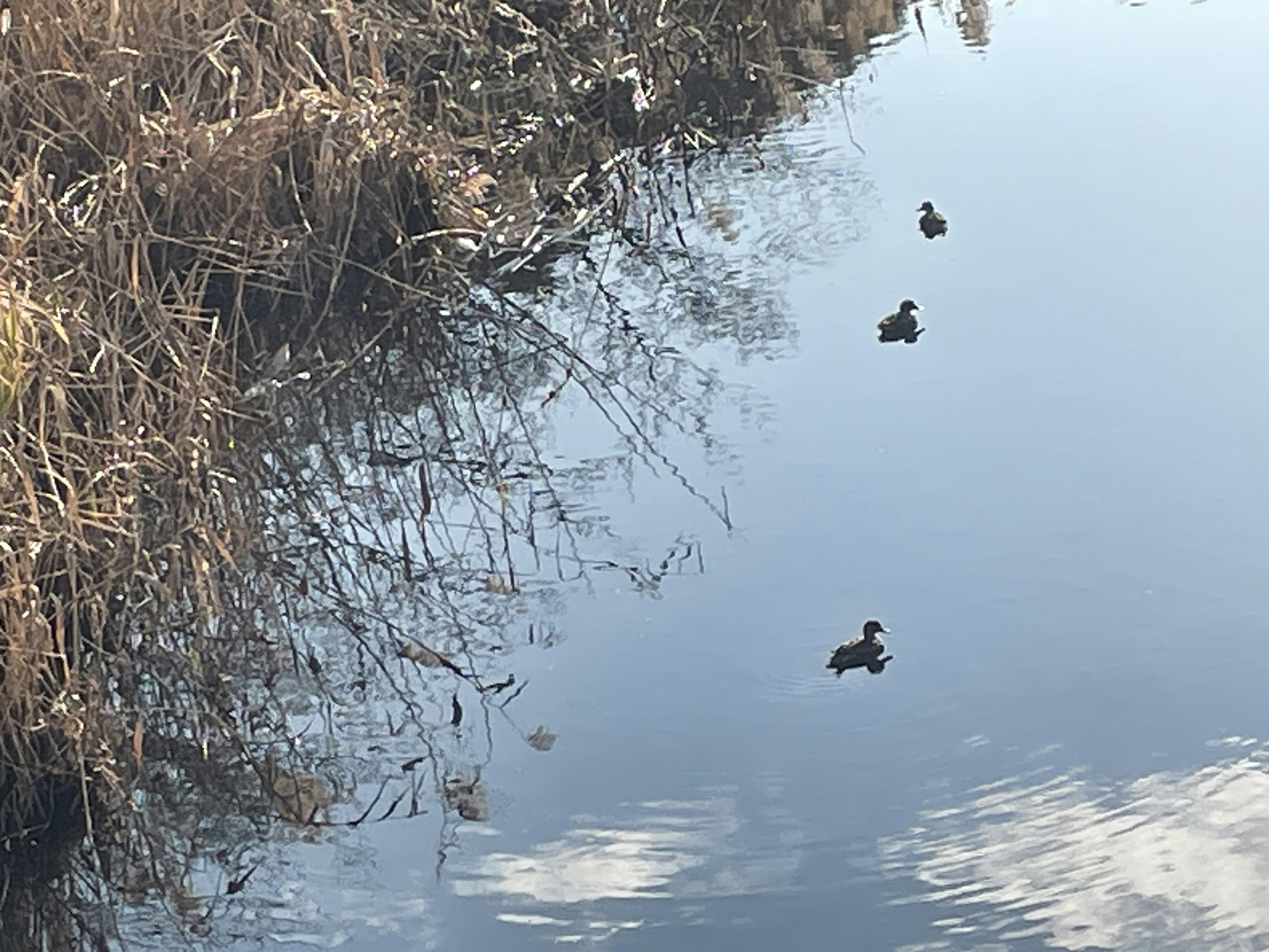 Two ducks floating on a calm water surface with surrounding grass