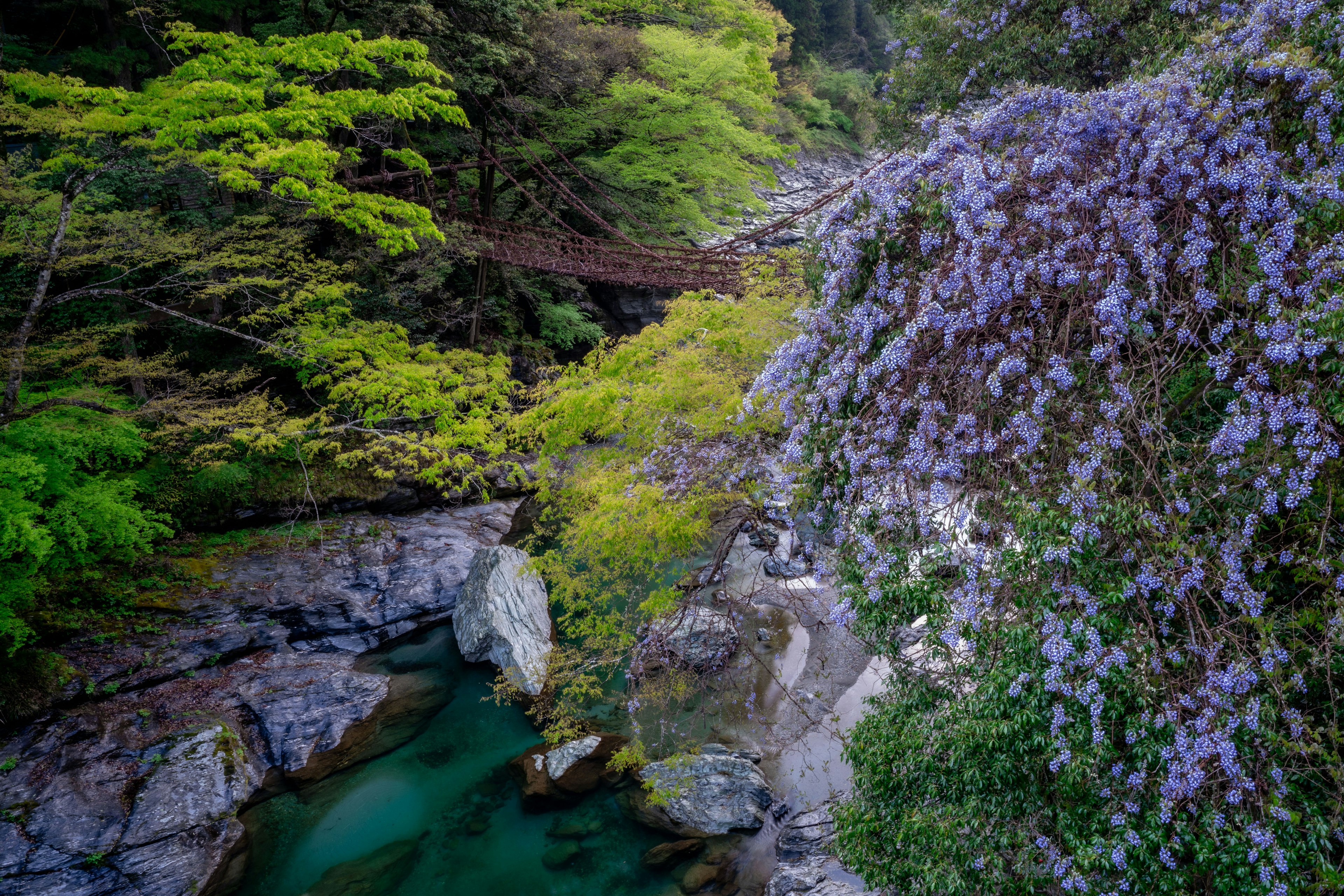 Üppiges Grün mit lila Blumen an einem Fluss mit einer Brücke im Hintergrund