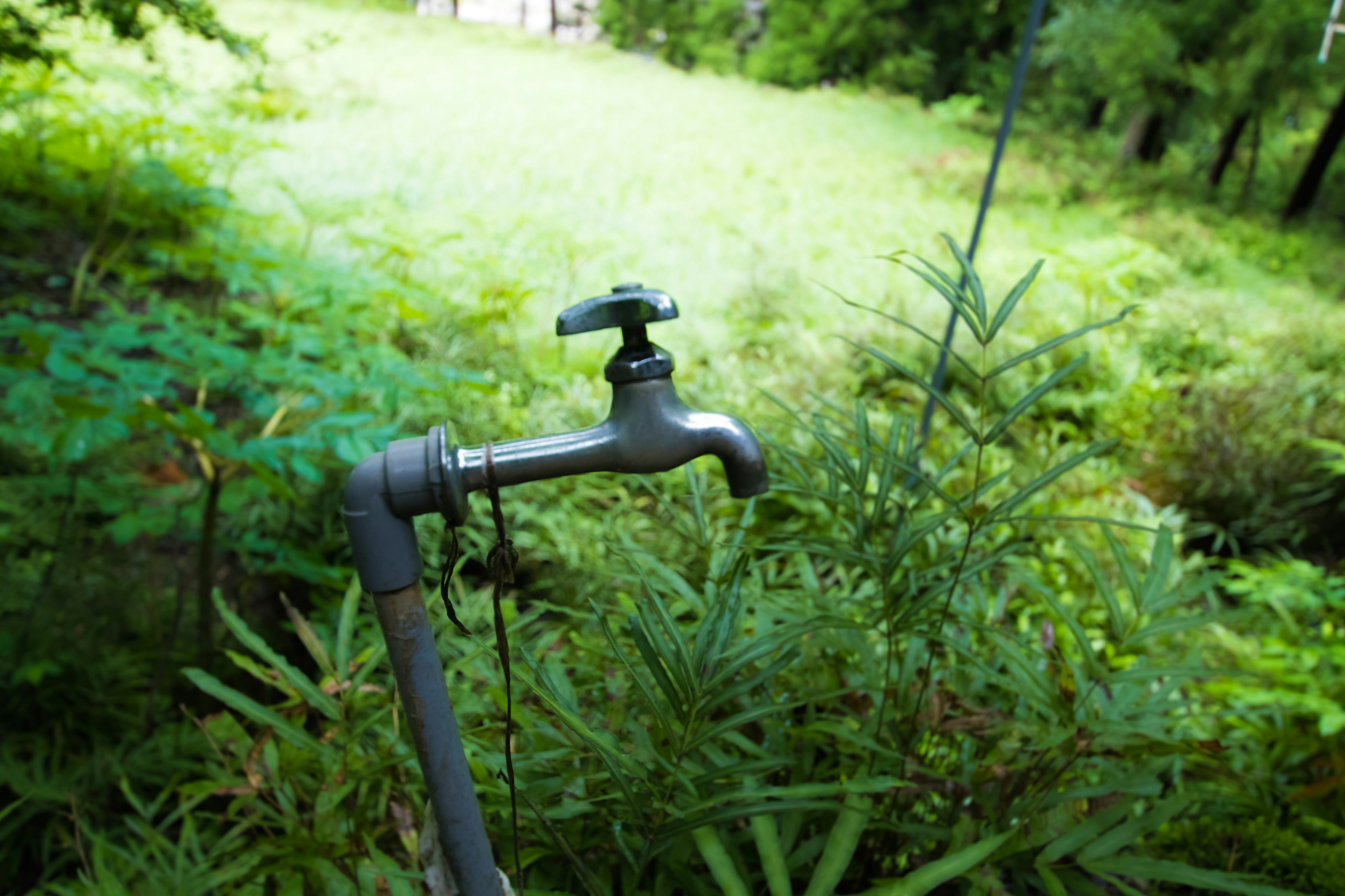 緑豊かな背景にある水道の蛇口　周囲には草木が生い茂る