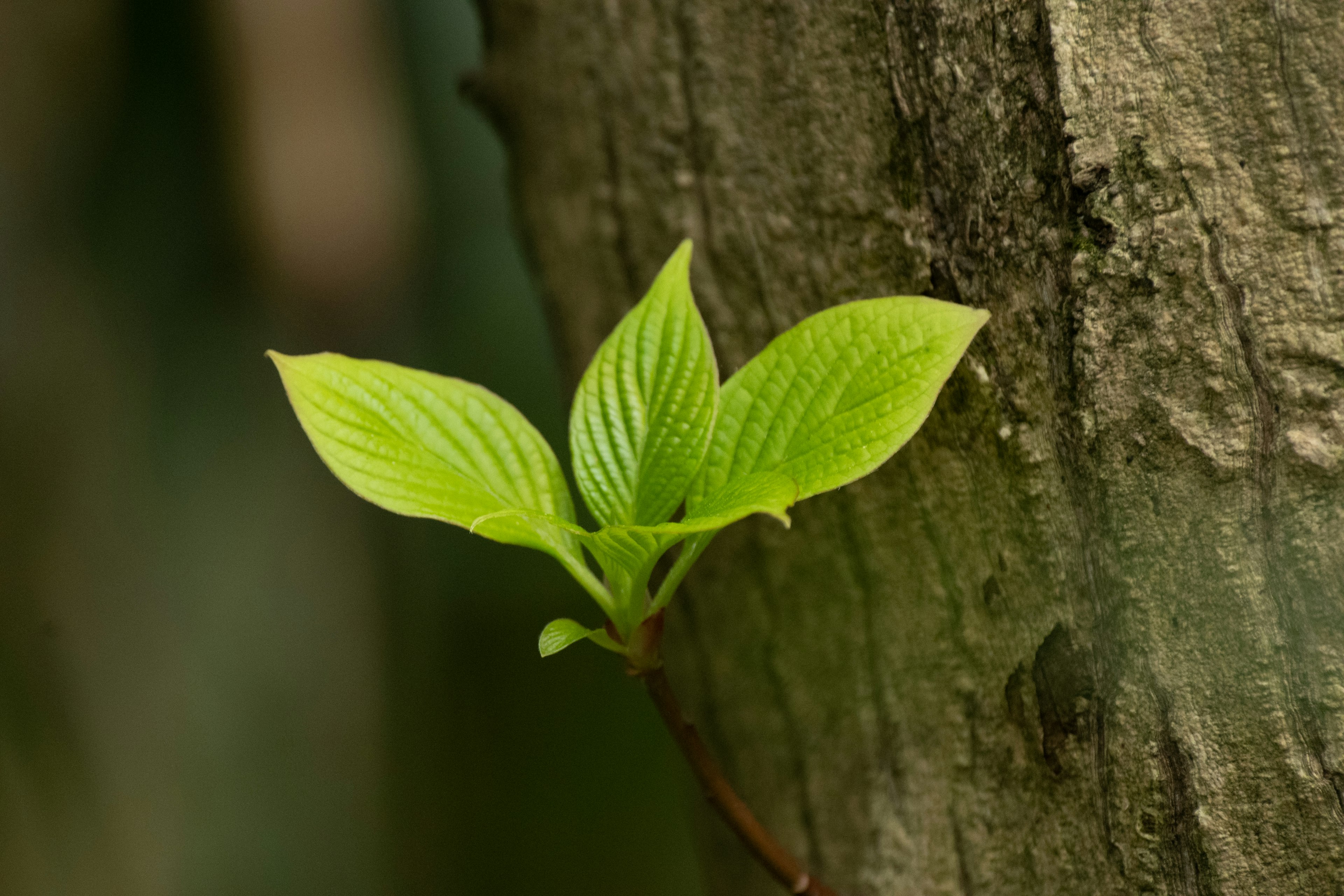 Nouvelles feuilles vertes poussant sur un tronc d'arbre