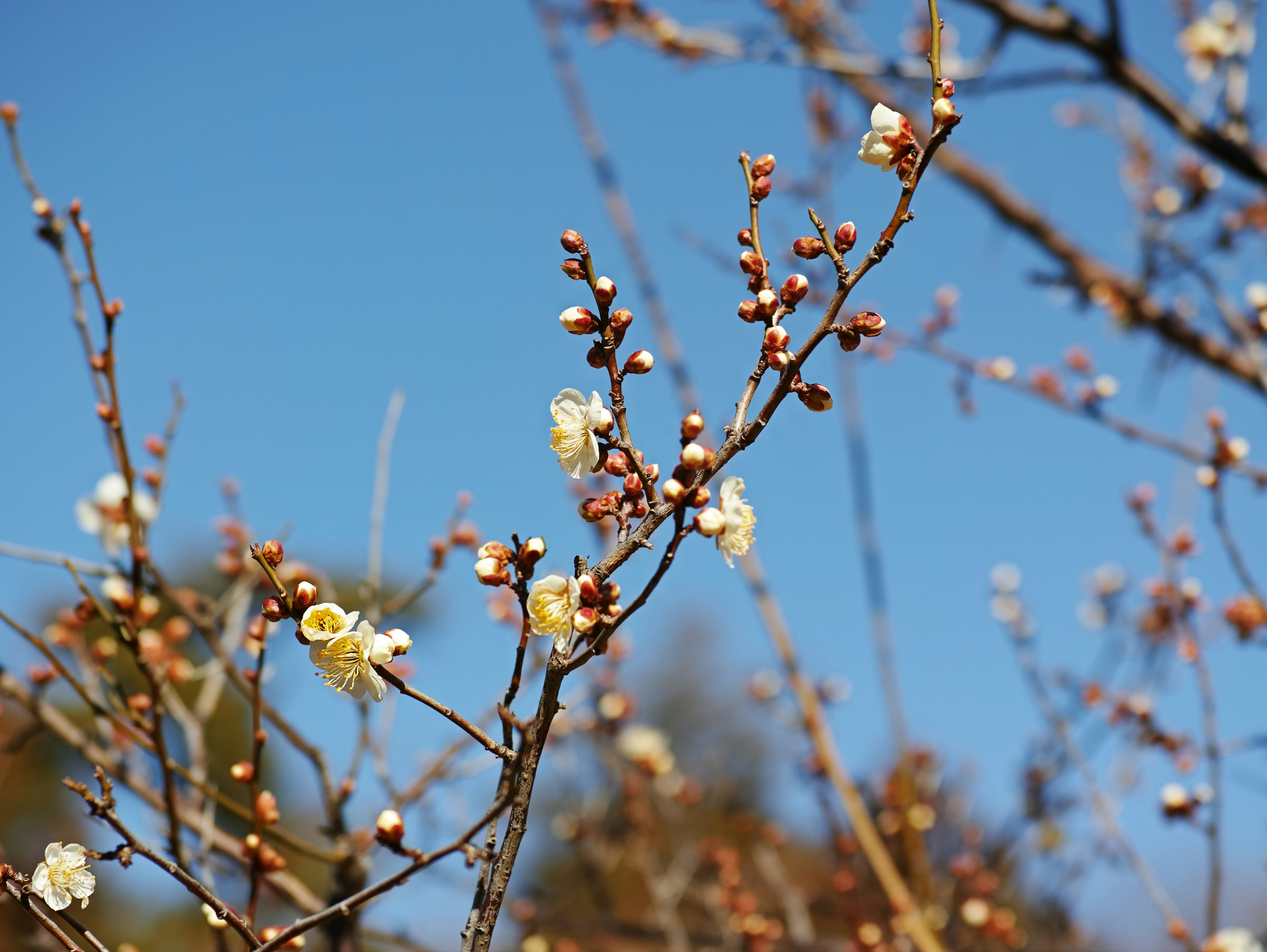 Branches of white plum blossoms and buds under a blue sky