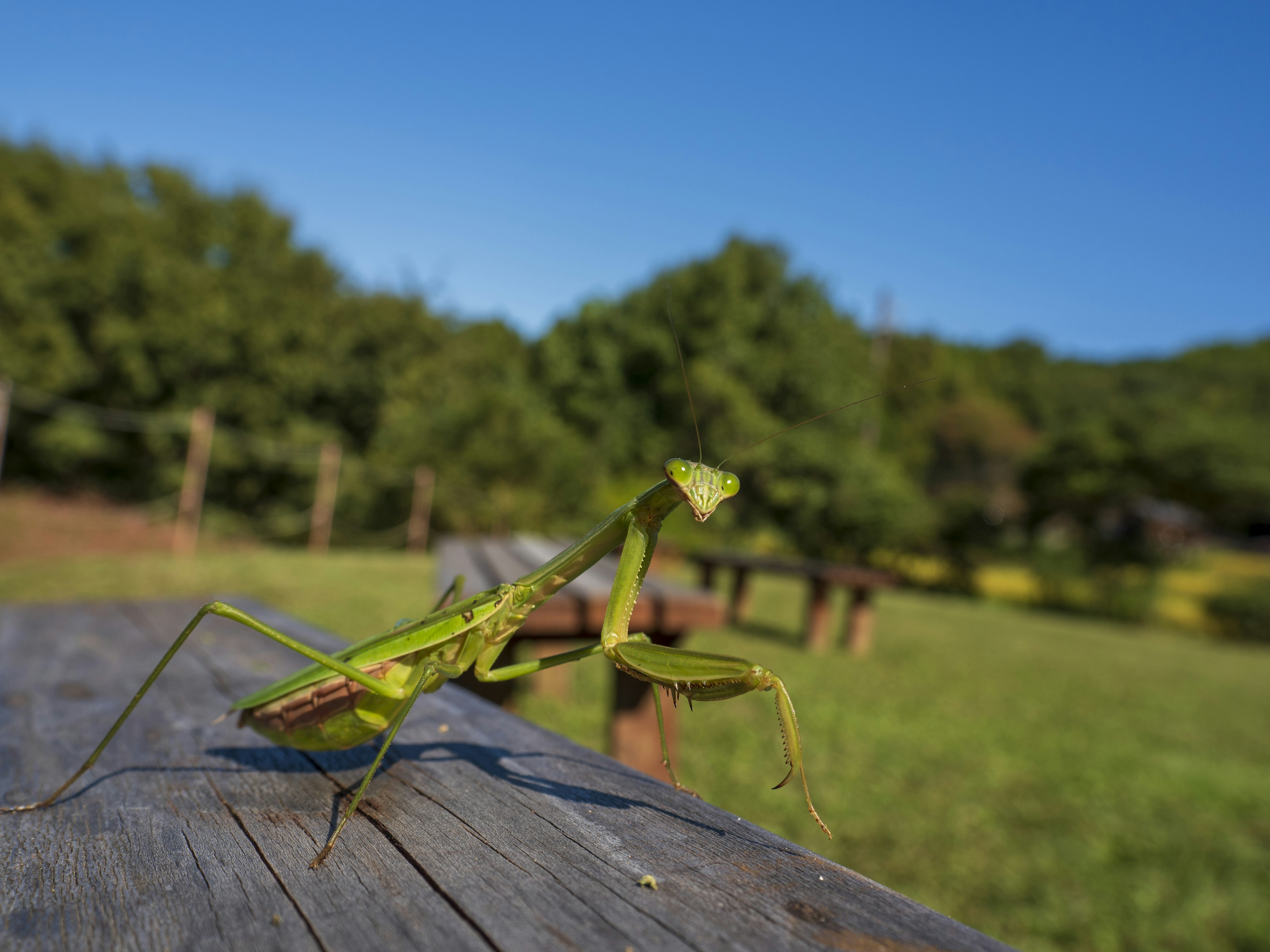 Grüne Gottesanbeterin auf einem Holztisch mit blauem Himmel und grünen Bäumen im Hintergrund