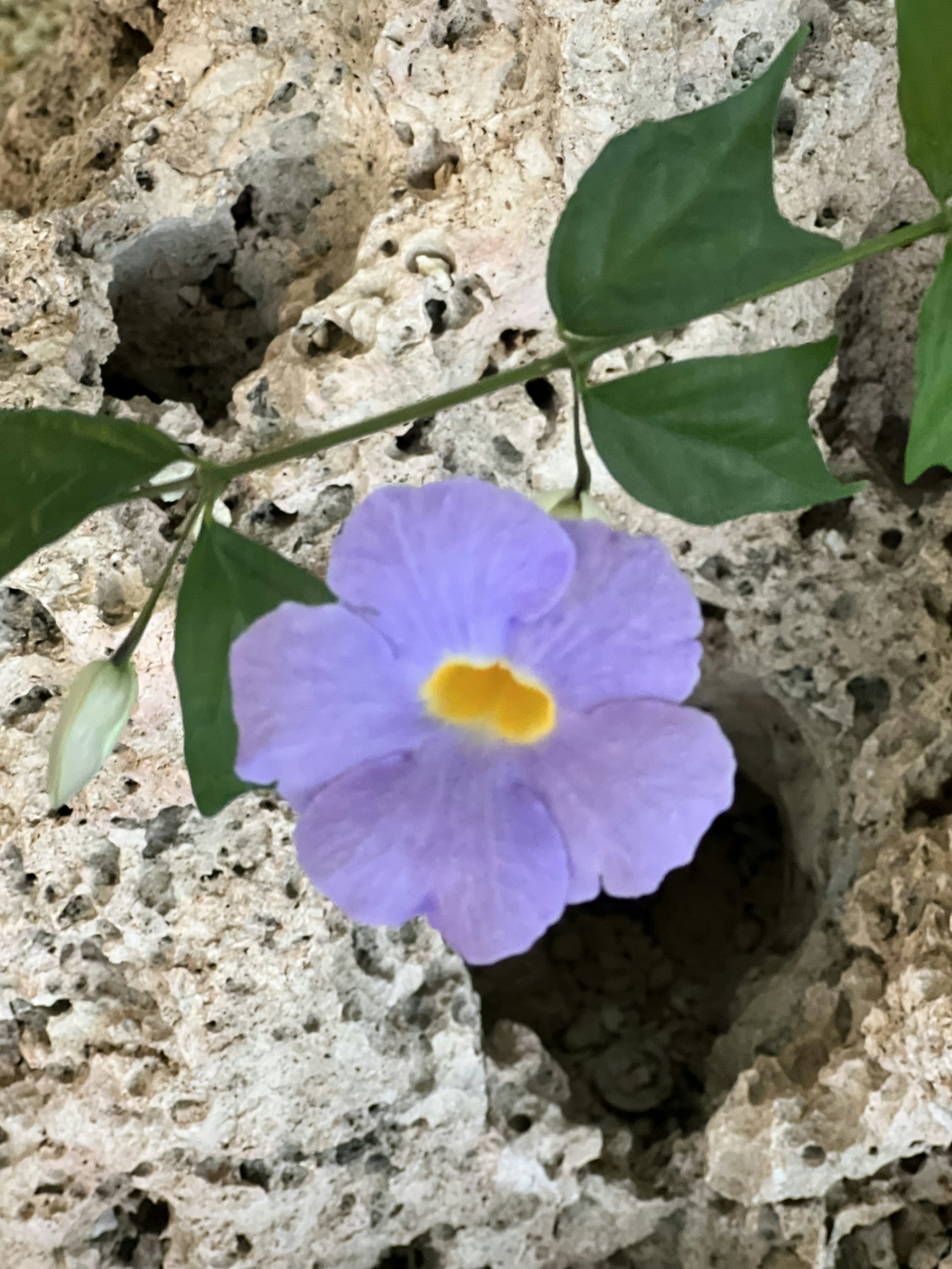 Lila Blume mit gelbem Zentrum umgeben von grünen Blättern auf felsiger Oberfläche