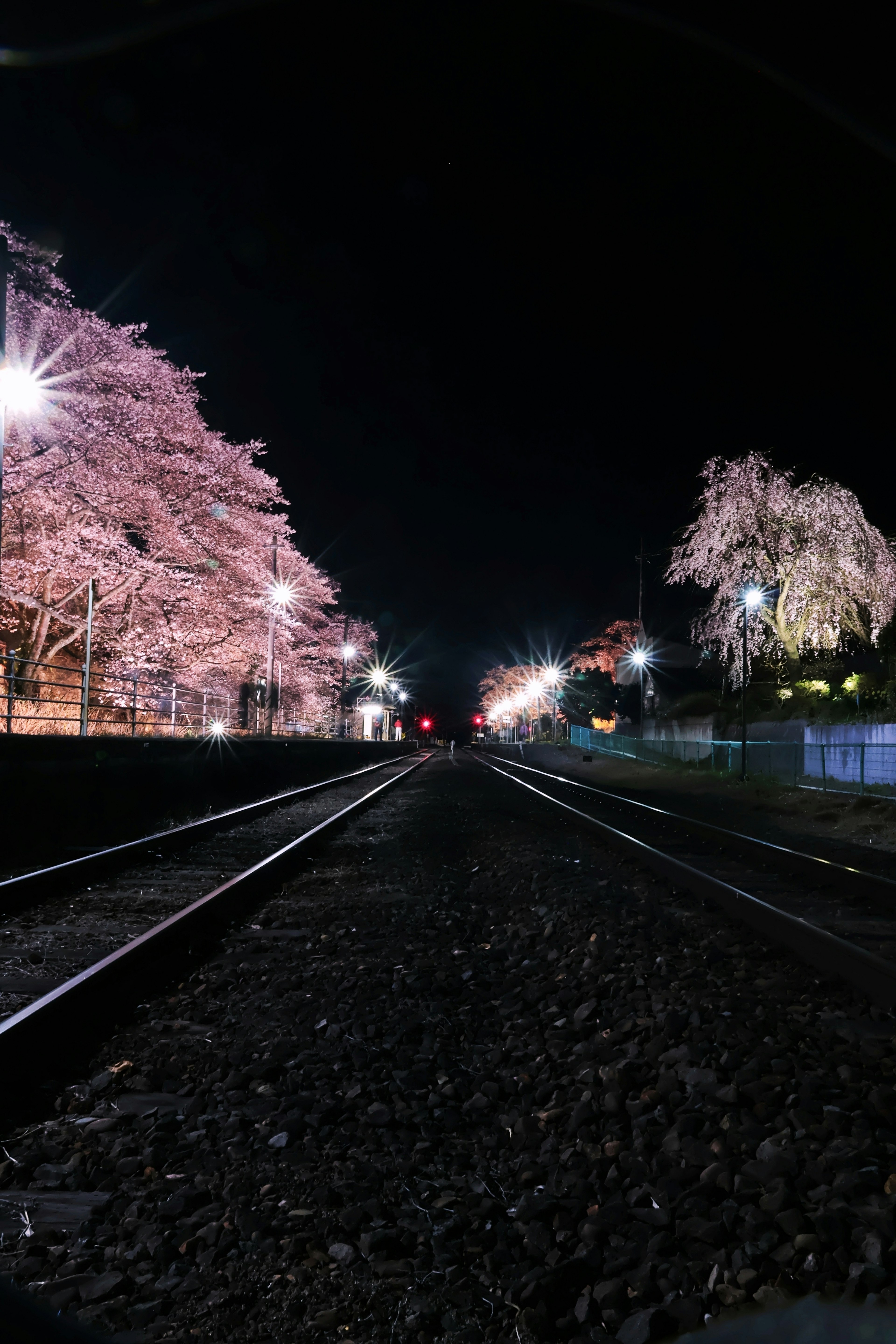 夜の桜並木と線路の景色