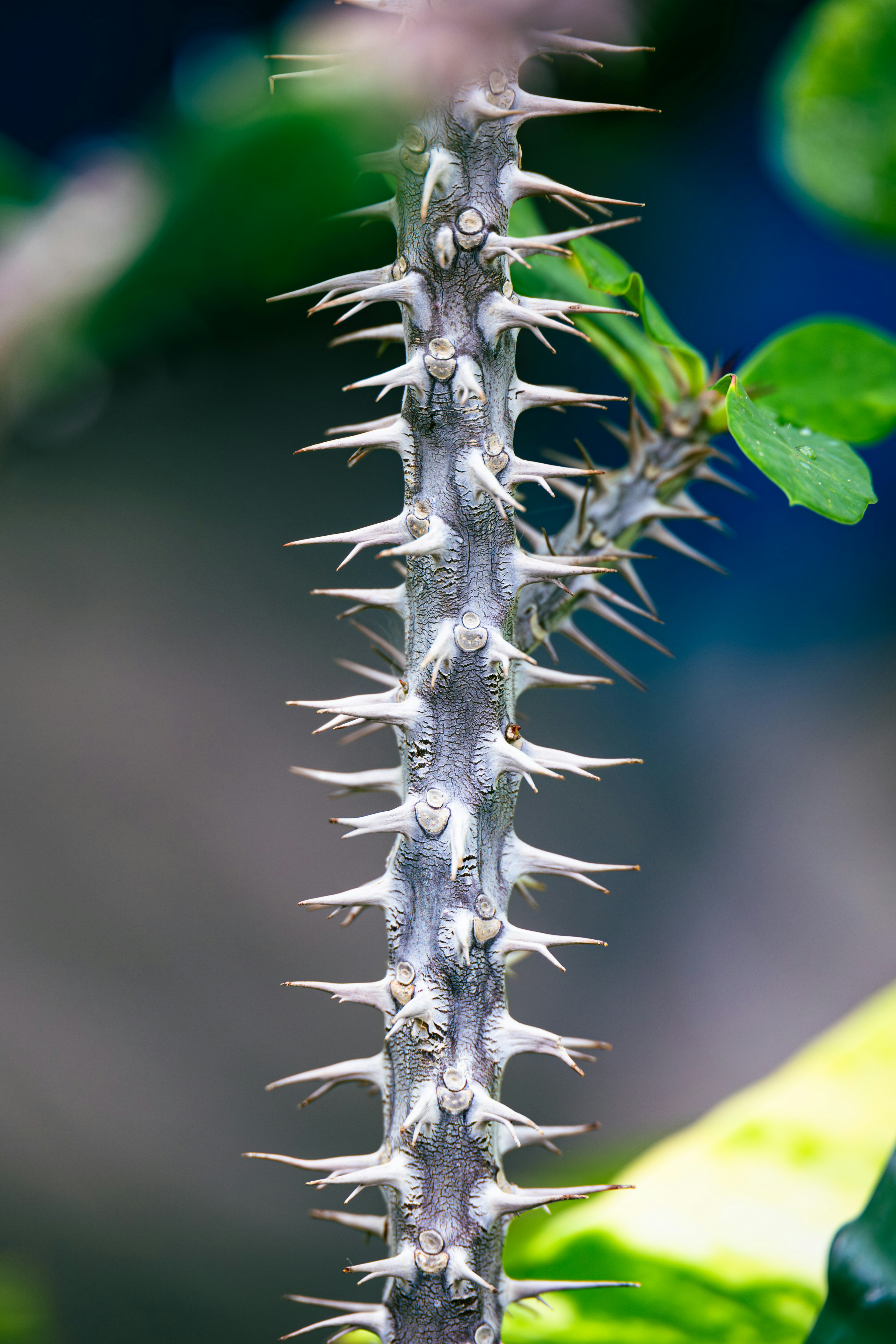 Close-up of a plant stem with sharp thorns