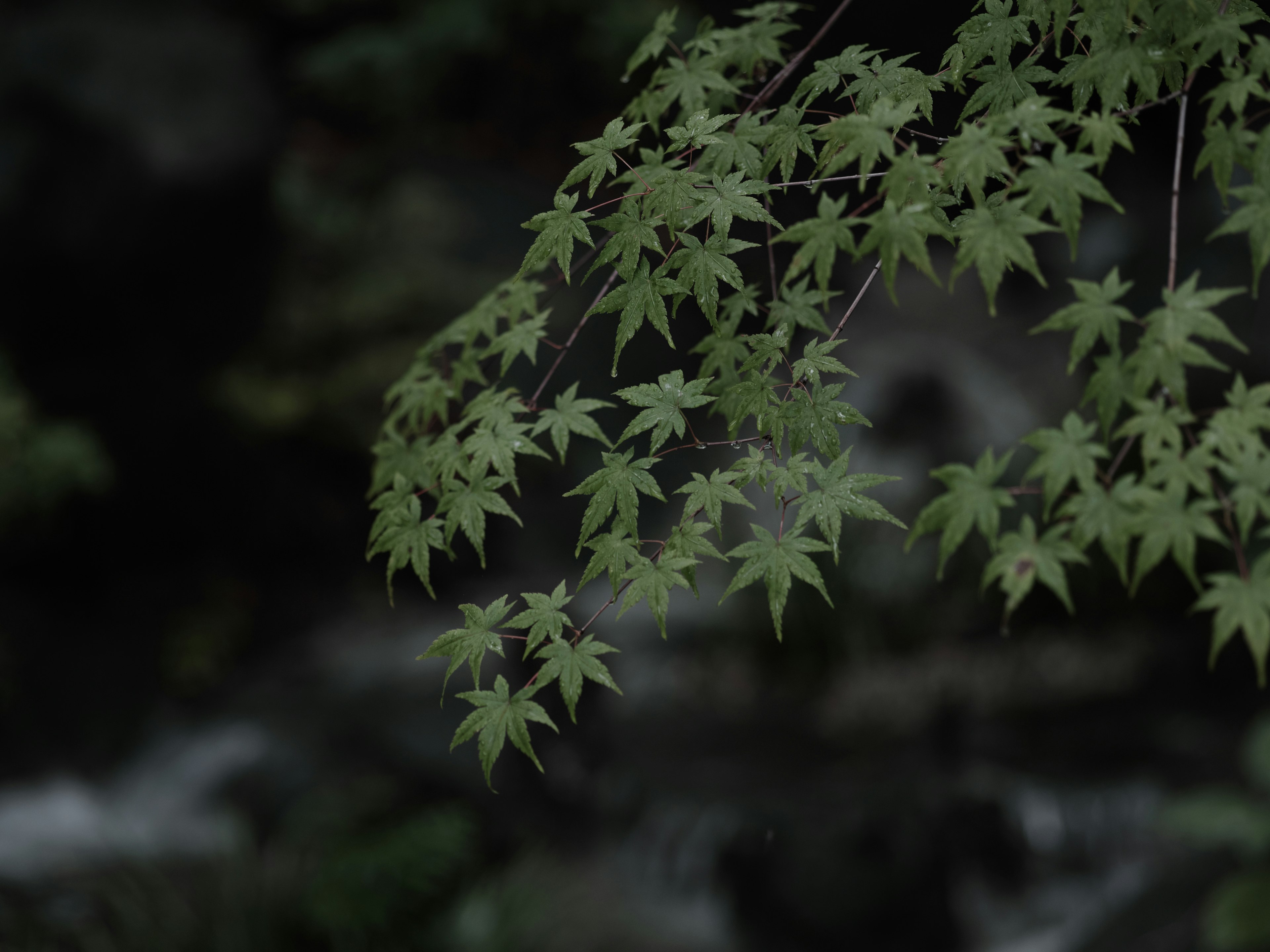 緑のもみじの葉が流れの近くにある暗い背景