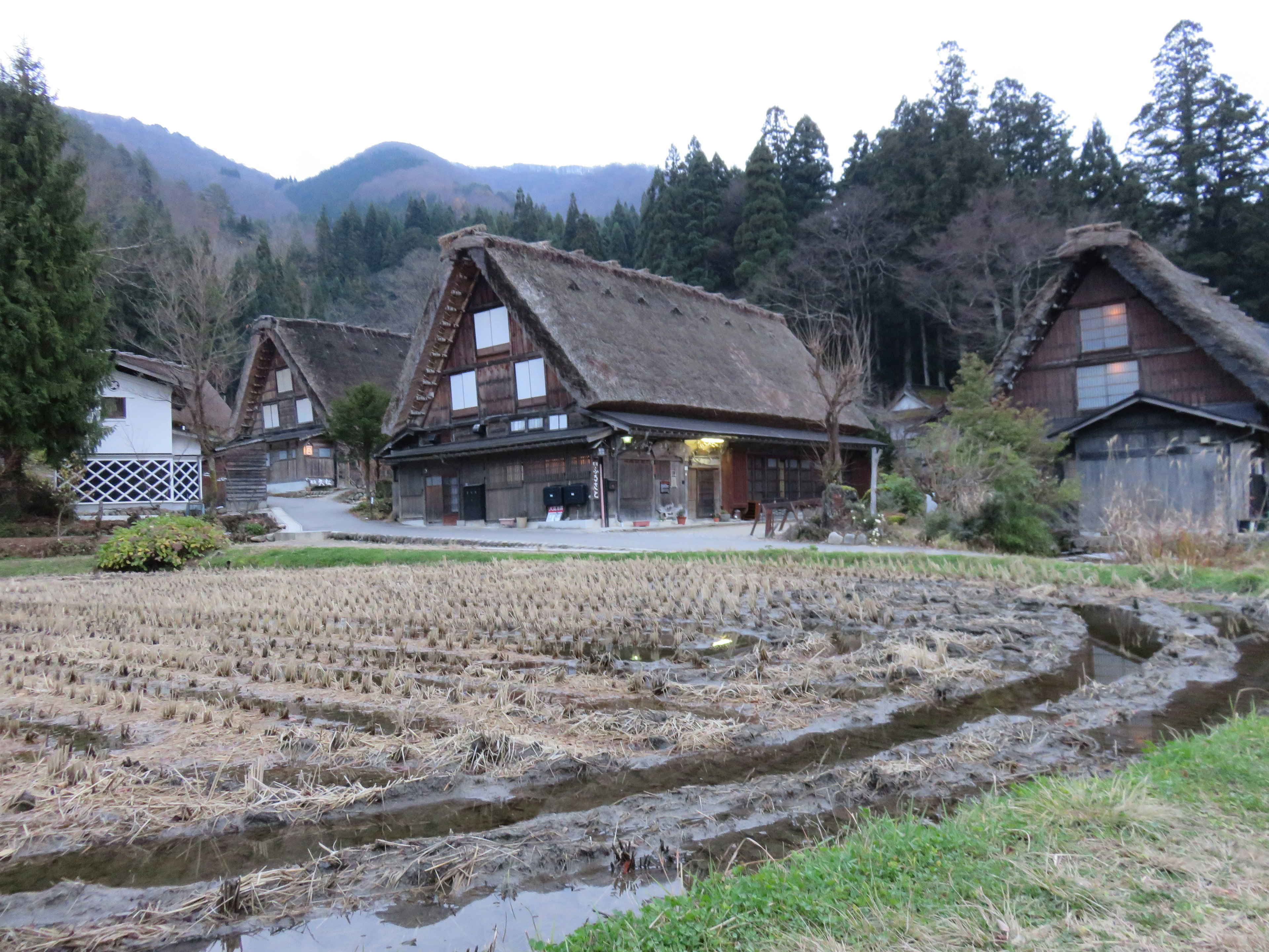 Rumah tradisional atap jerami dengan pemandangan sawah