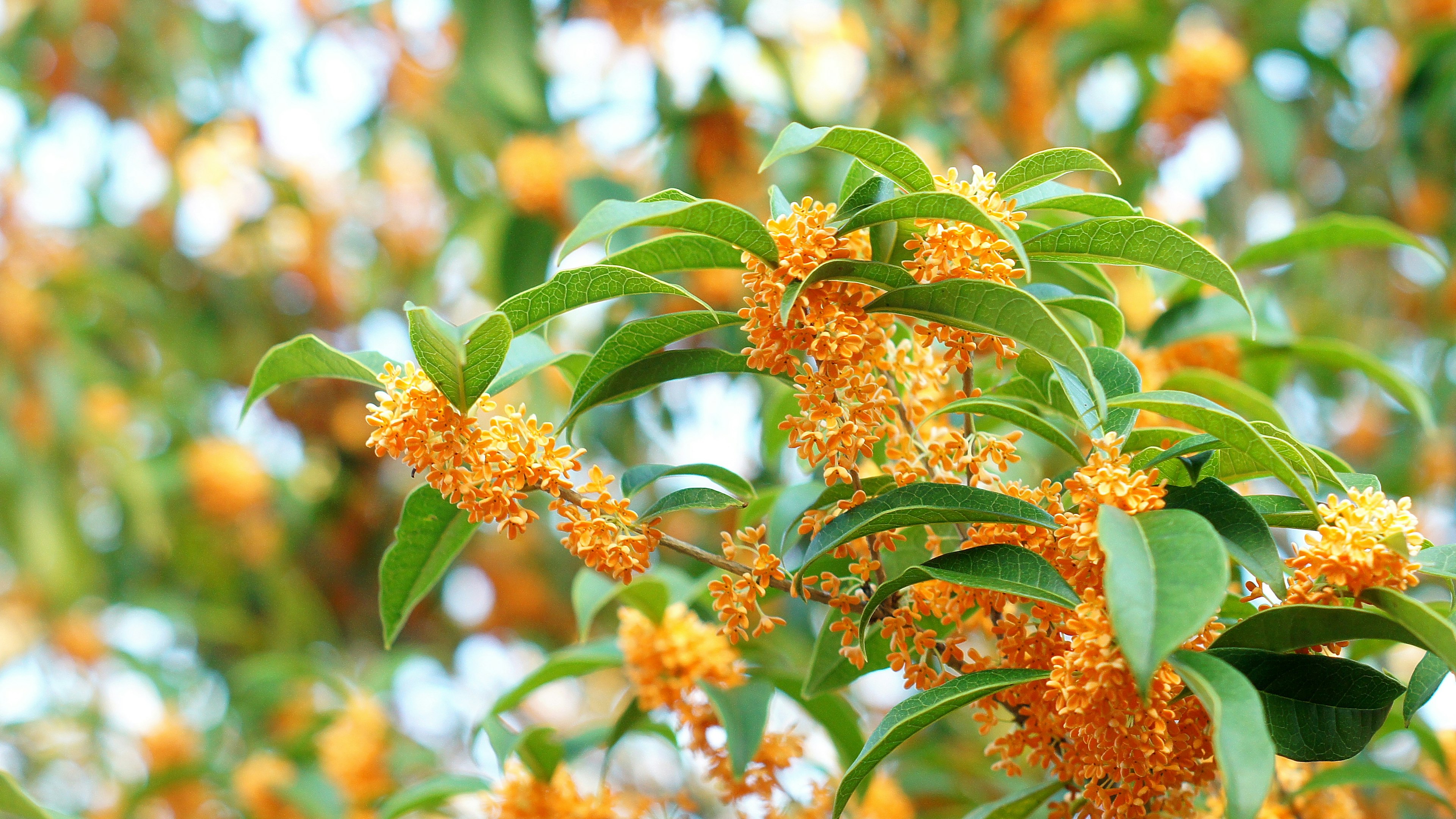 Branches of a flowering osmanthus tree with orange blossoms