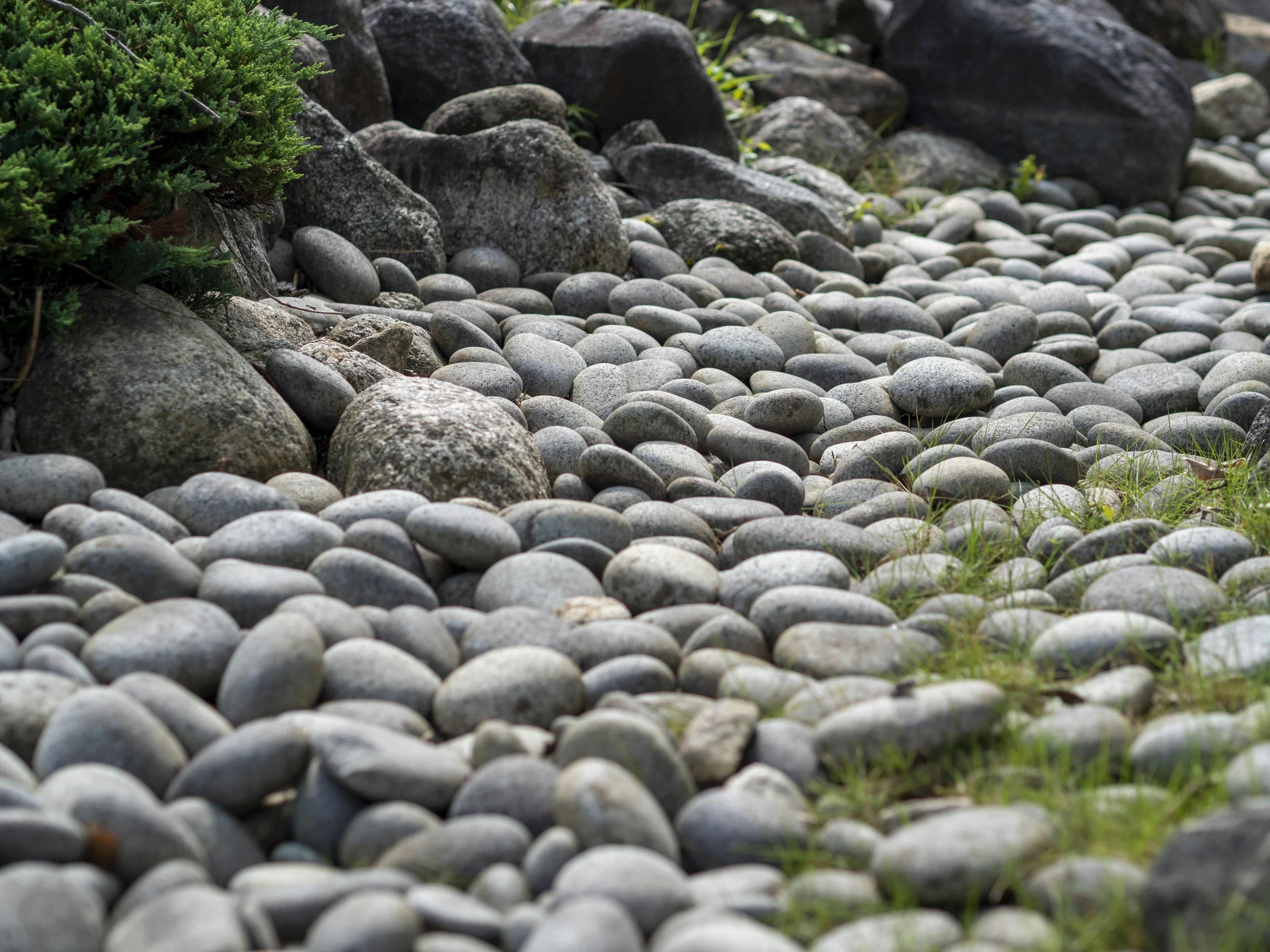 A pathway of smooth stones bordered by green grass and rocks