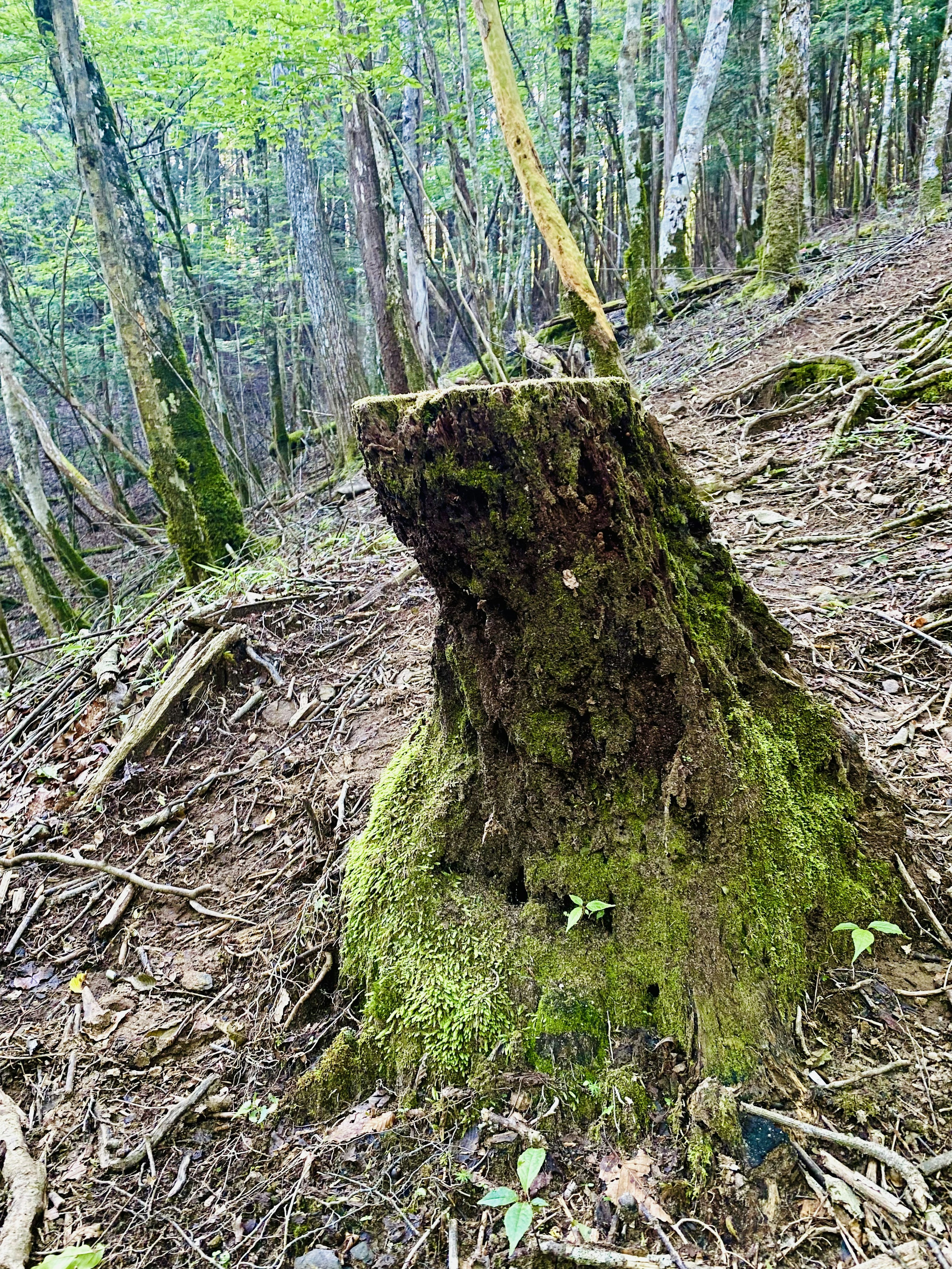 Ceppo d'albero coperto di muschio in una foresta