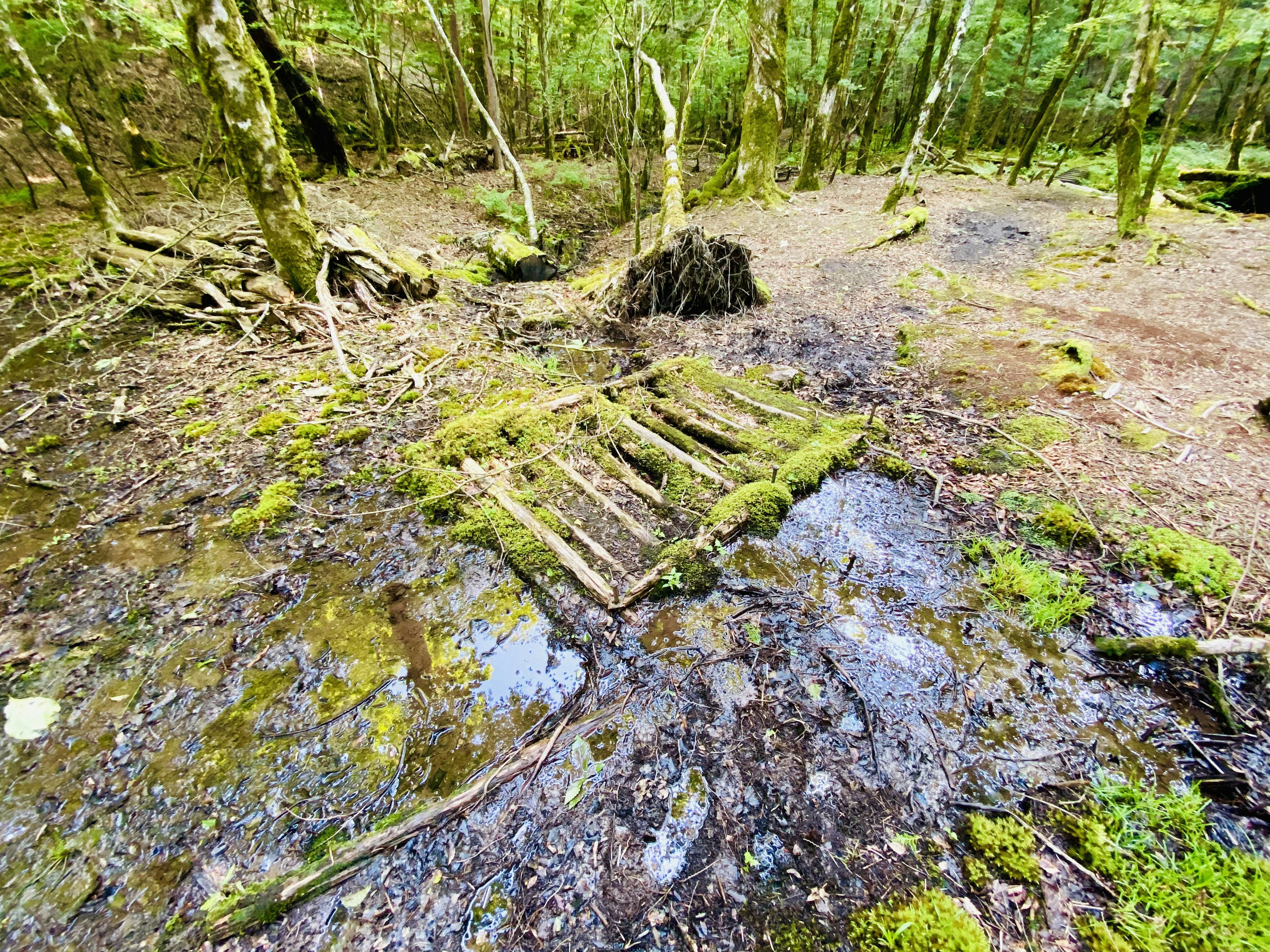 湿った森の中の苔むした木製のパレット