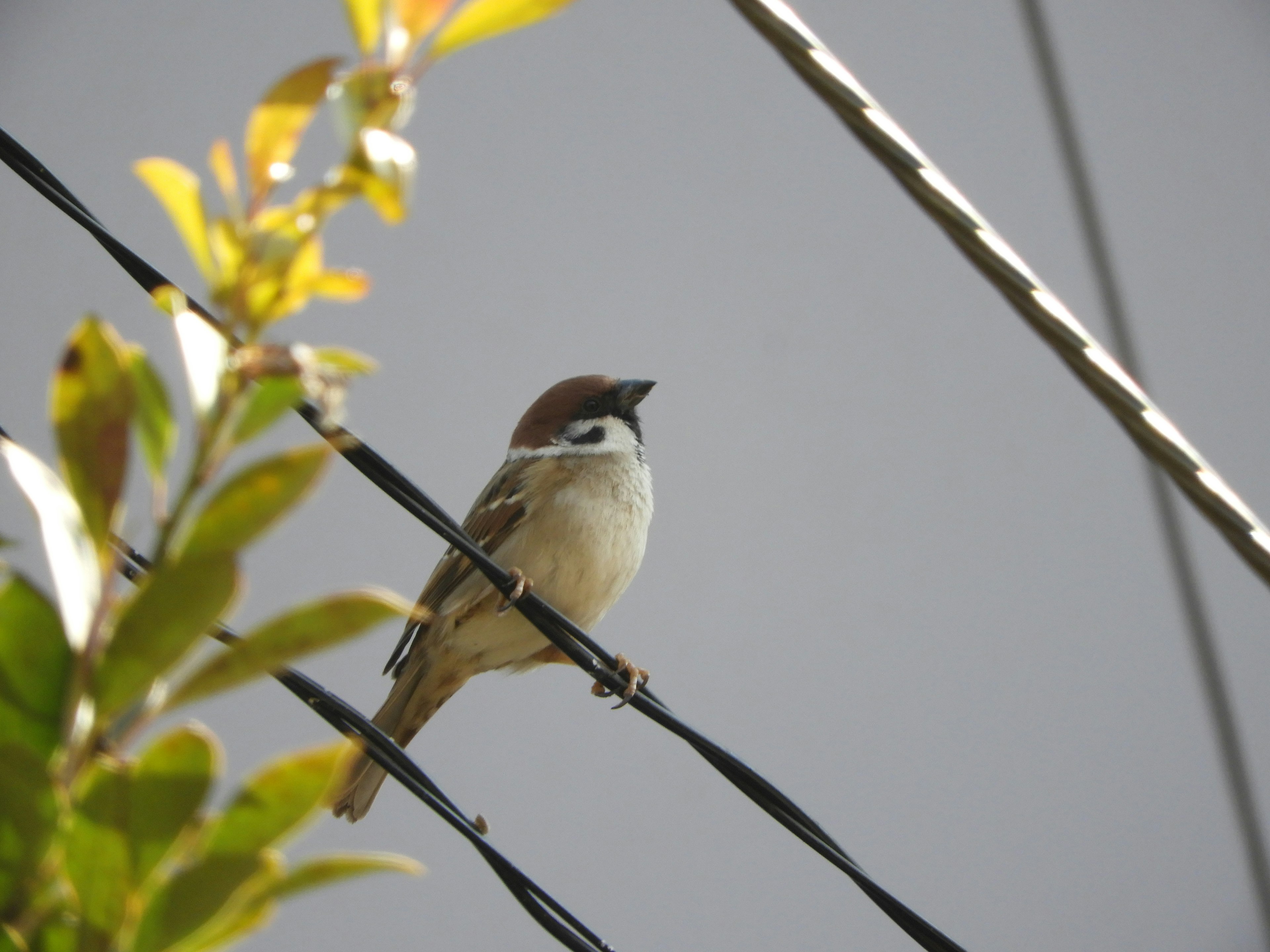 A sparrow perched on a wire with green leaves in the background