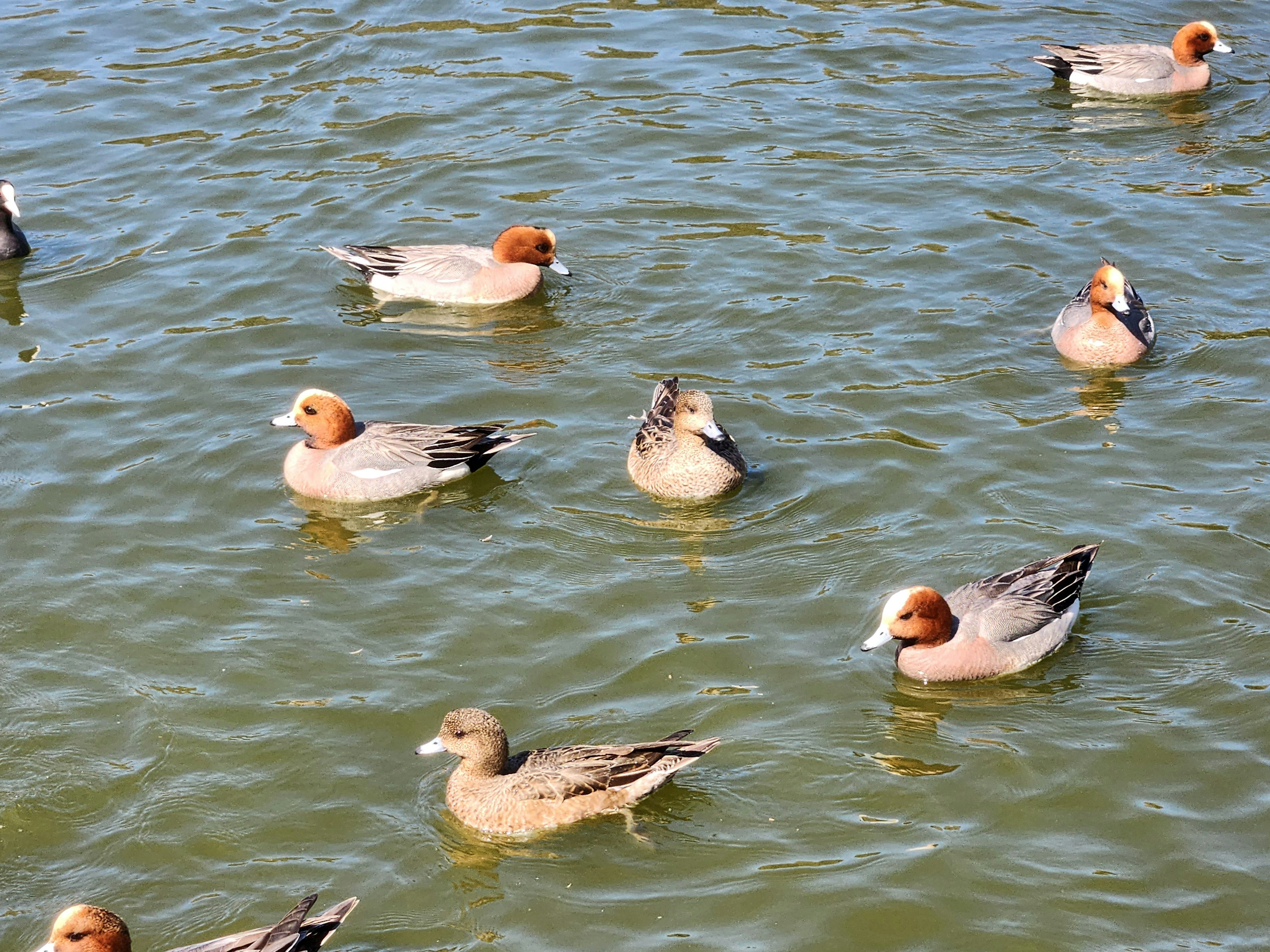 Un gruppo di anatre che nuotano sulla superficie dell'acqua