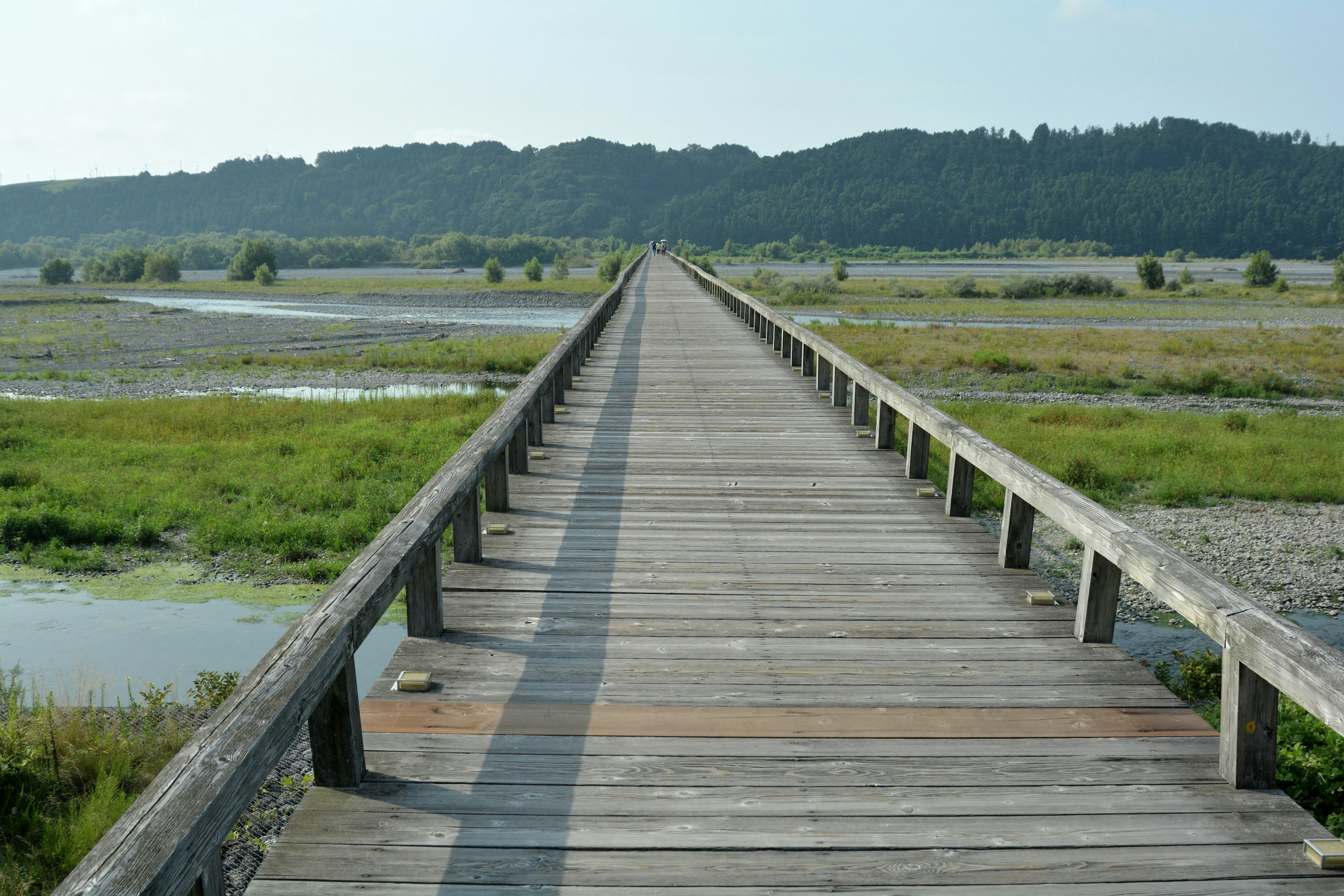 Passeggiata in legno che si estende attraverso le zone umide