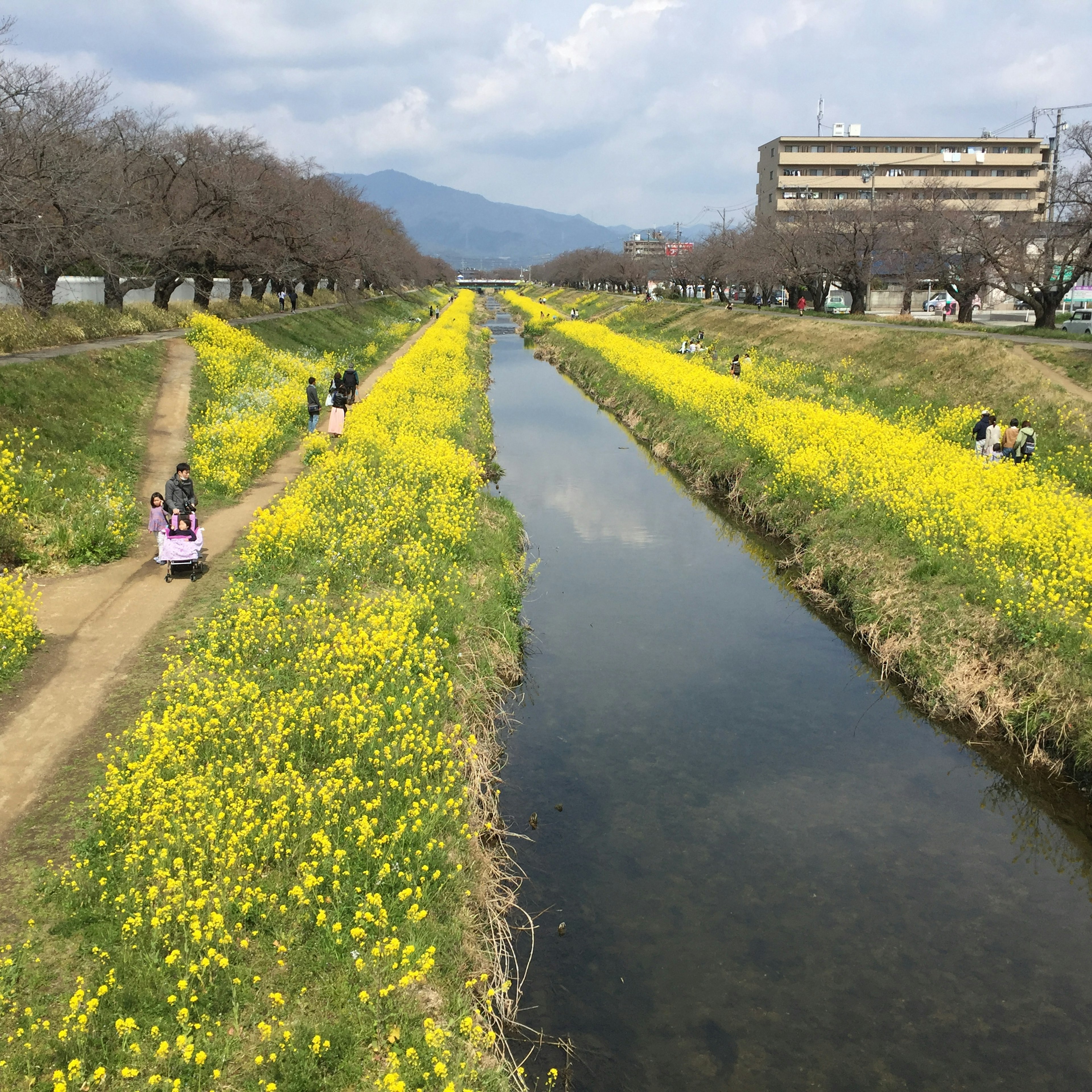 Vista panoramica di un fiume fiancheggiato da fiori di colza gialli in fiore e persone che godono dell'aria aperta