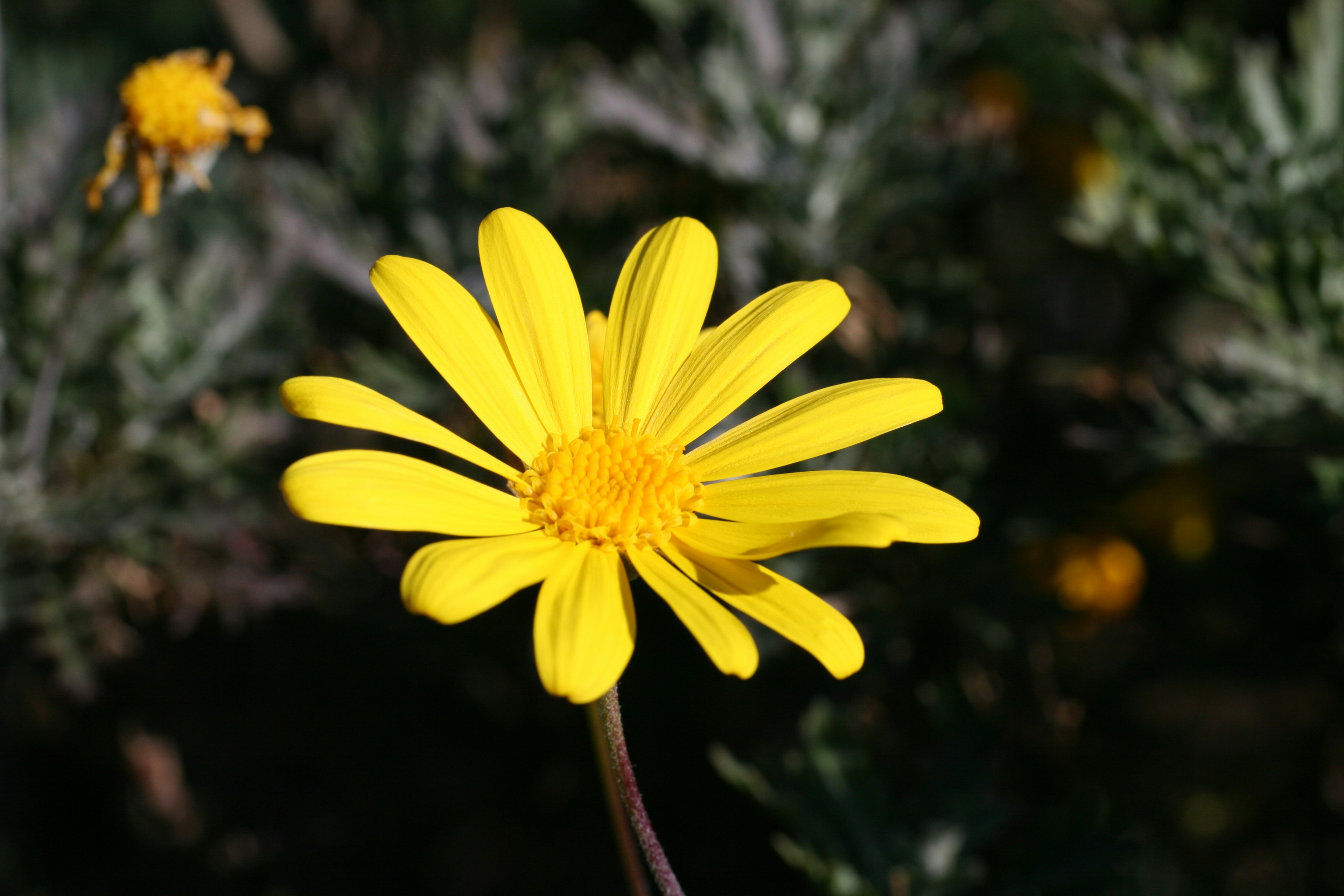 Bright yellow flower stands out against green foliage