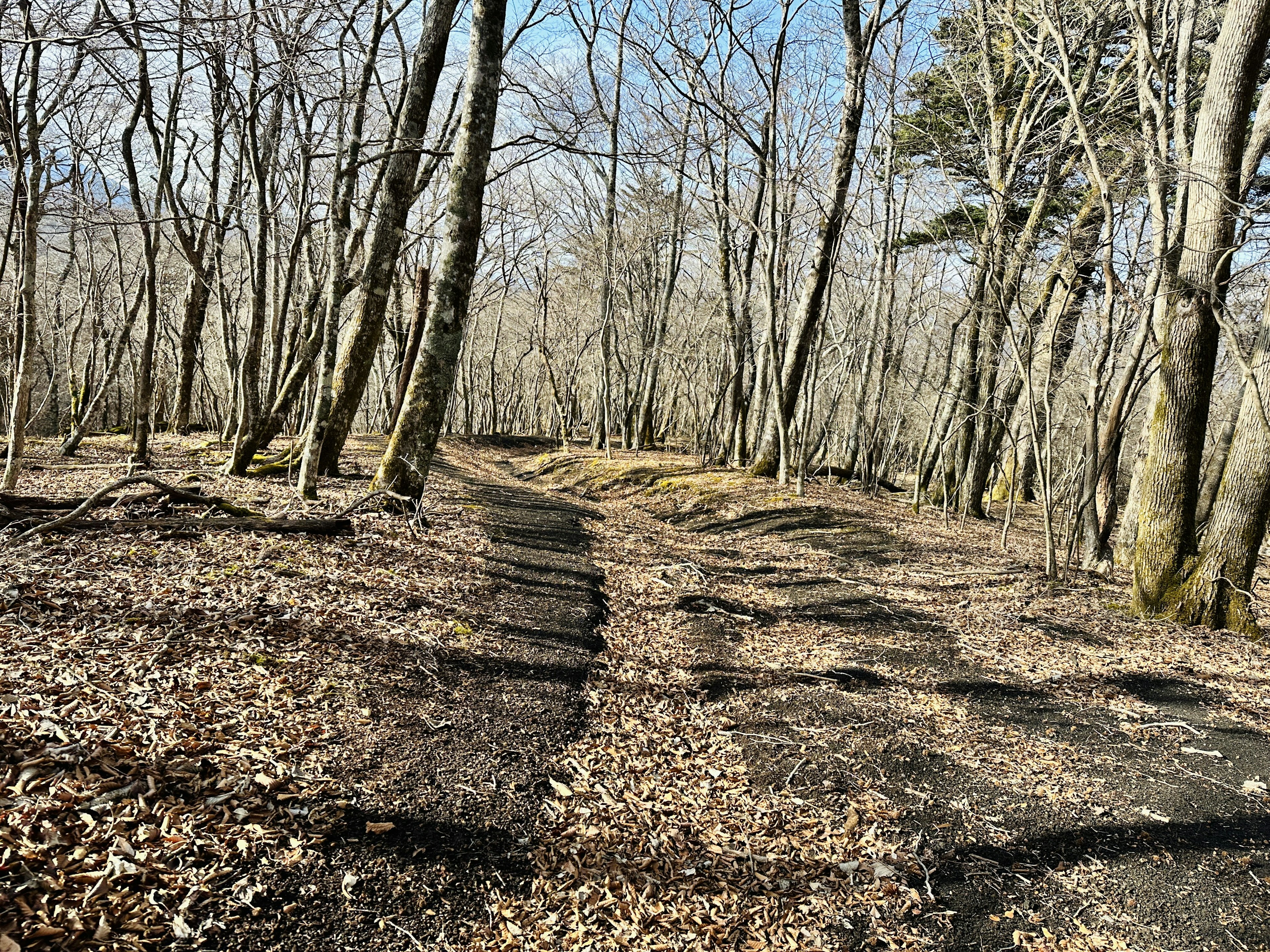 Un sentiero nel bosco con alberi spogli e foglie cadute